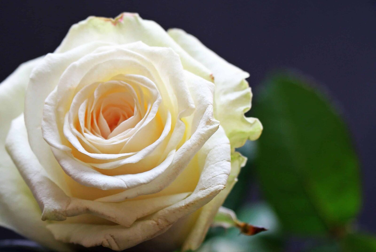 Canon EOS 550D (EOS Rebel T2i / EOS Kiss X4) sample photo. Petal, flower, rose, plant photography