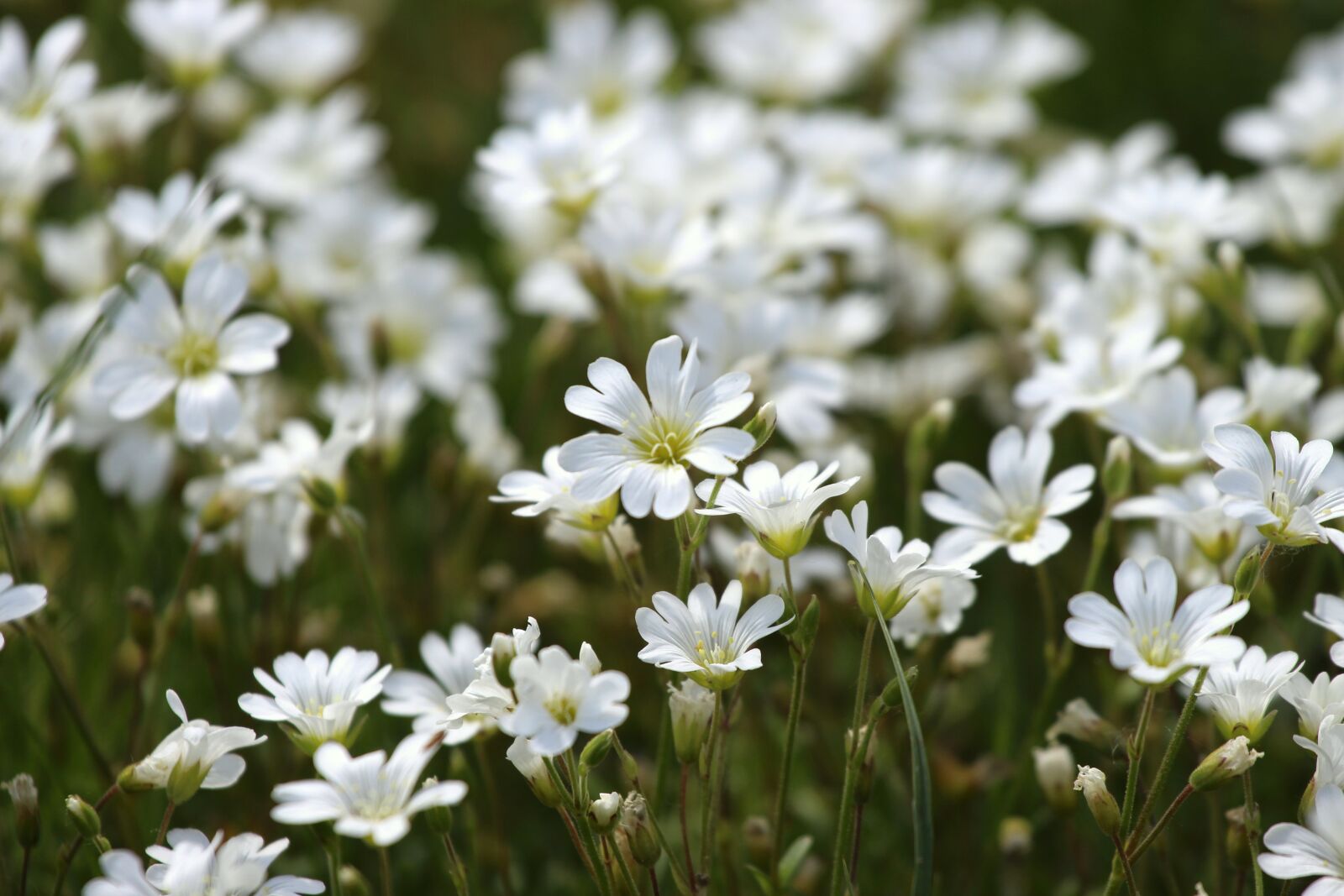 Canon EF 70-200mm F4L USM sample photo. Flowers, flower meadow, nature photography