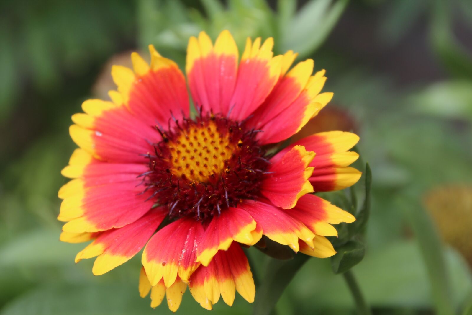 Canon EOS 600D (Rebel EOS T3i / EOS Kiss X5) sample photo. Gaillarde, summer flower, flowering photography