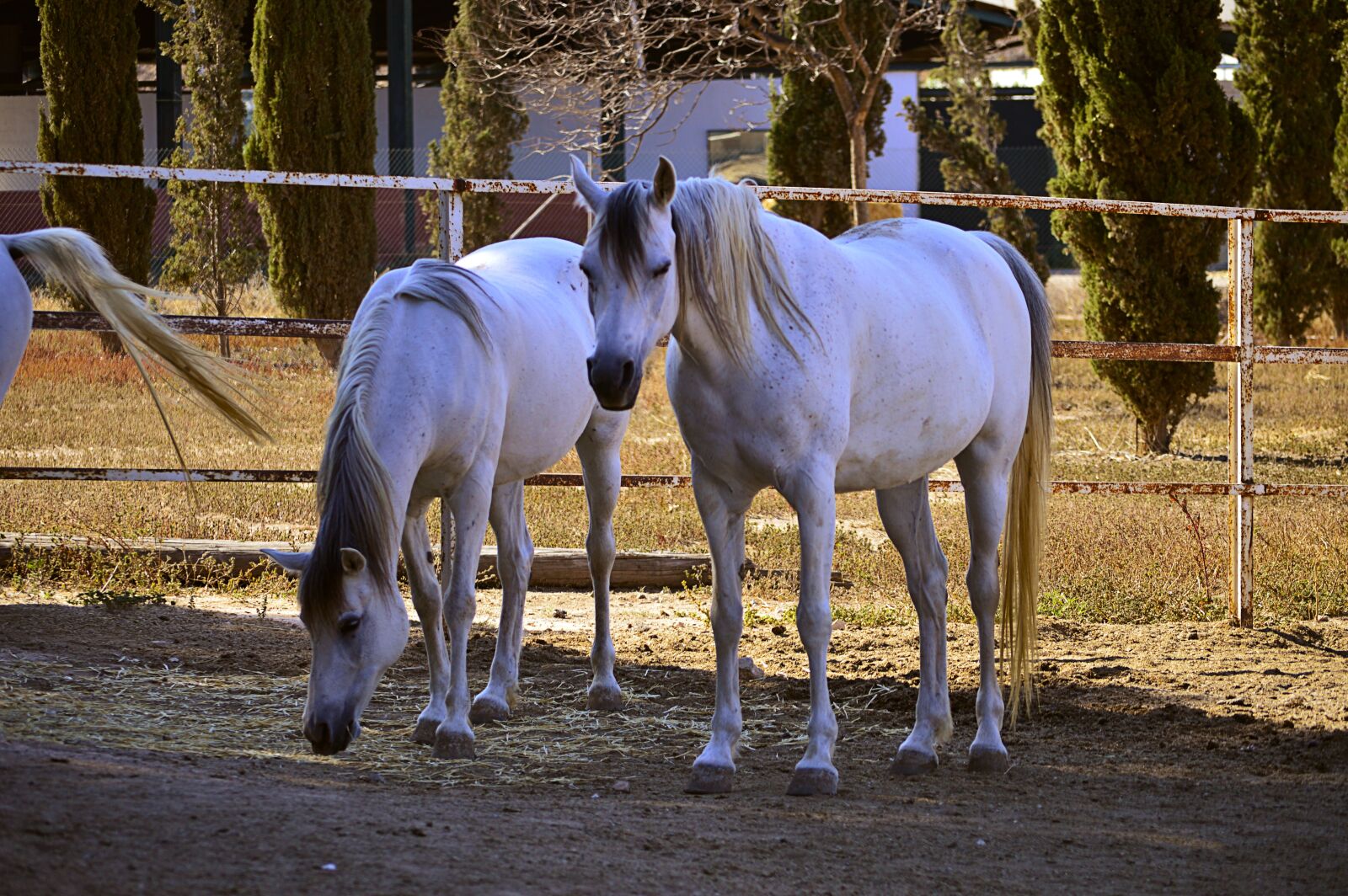 Nikon D3200 sample photo. Horse, white horse, arabian photography