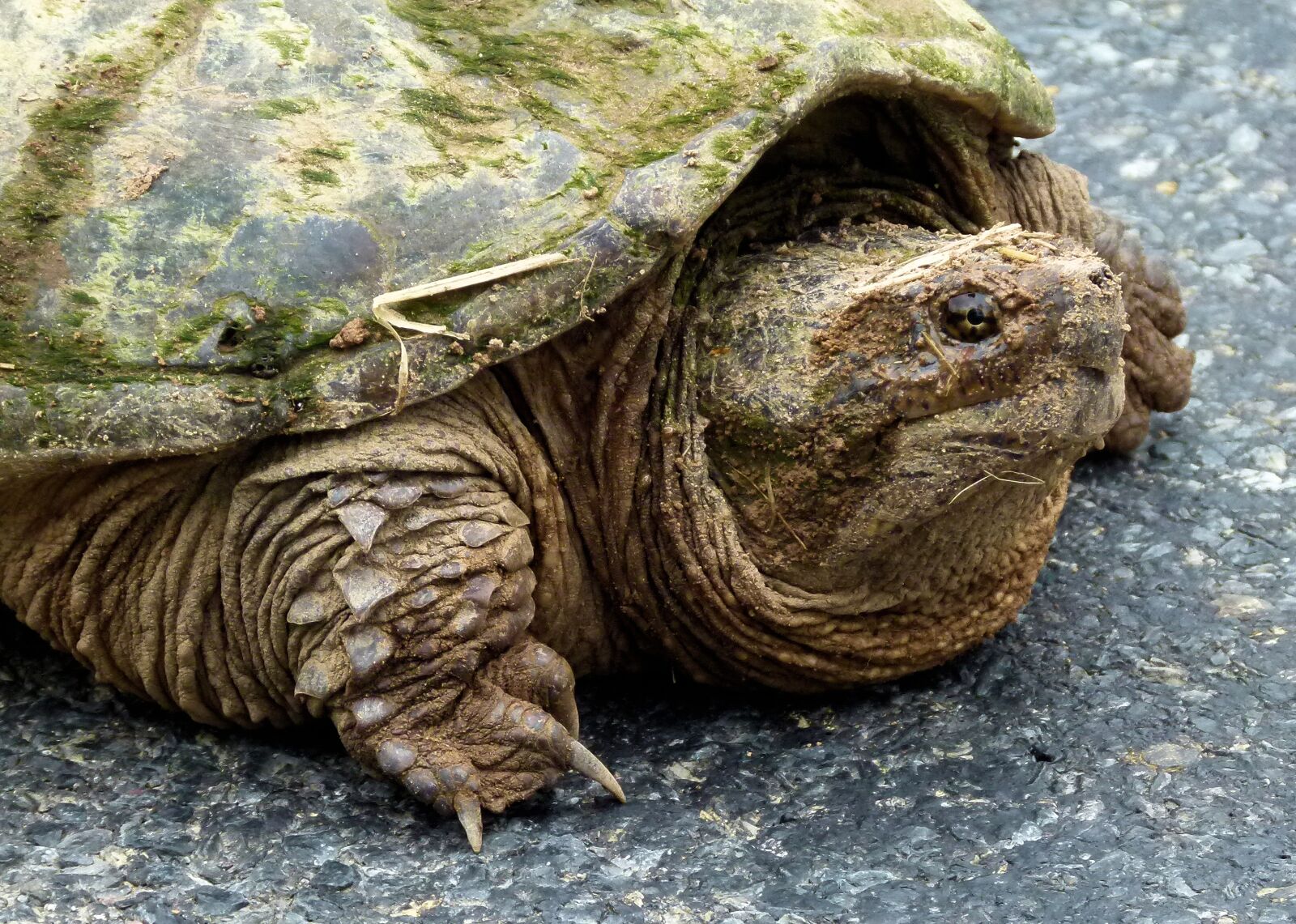 Panasonic Lumix DMC-FZ100 sample photo. Snapping turtle, fresh water photography