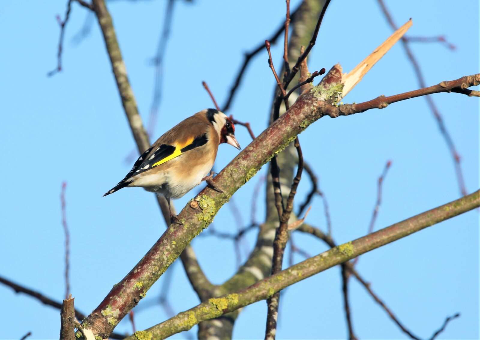 150-600mm F5-6.3 DG OS HSM | Contemporary 015 sample photo. Bird, goldfinch, nature photography
