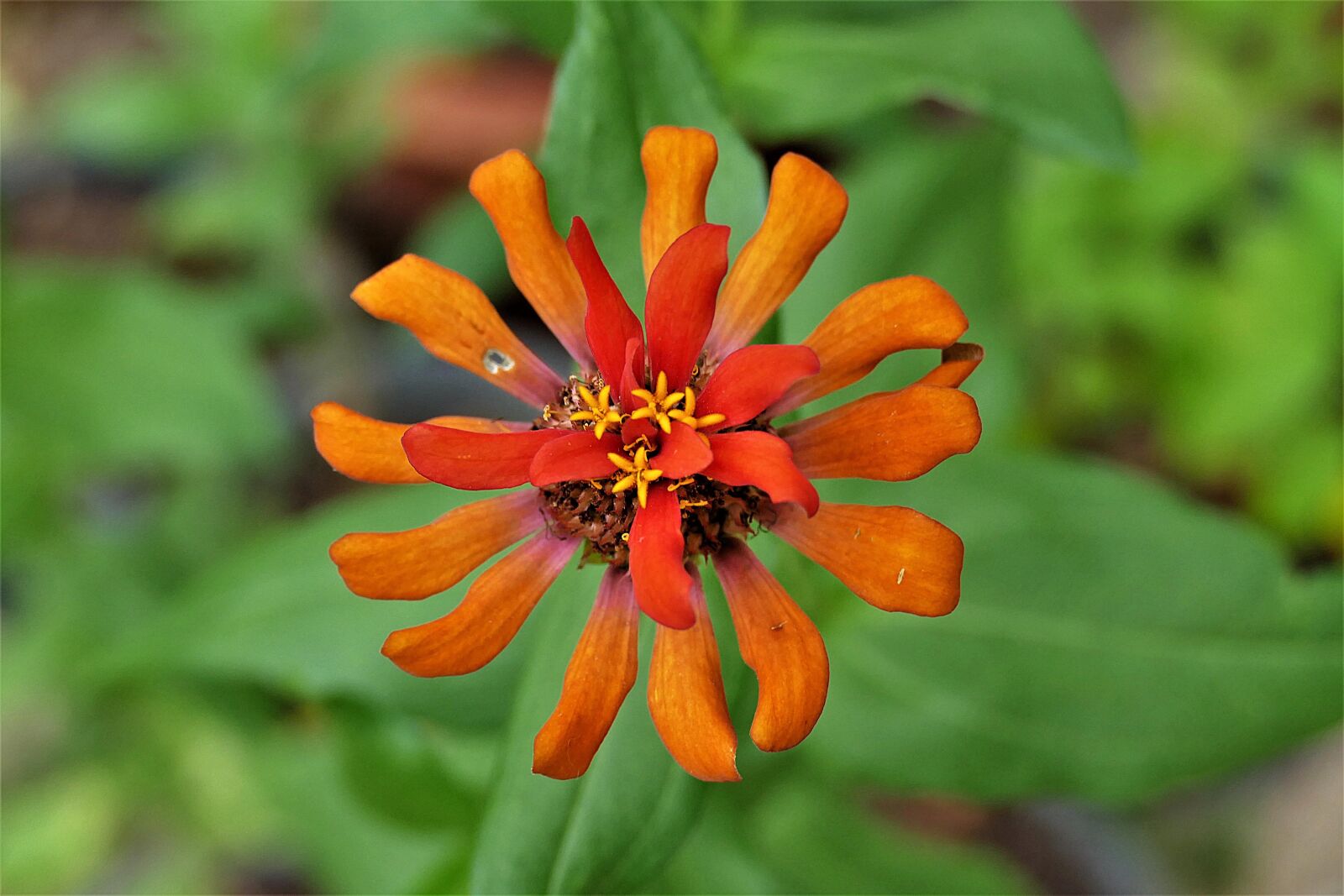 Panasonic Lumix DMC-FZ1000 sample photo. Flower, passion flower, passiflora photography