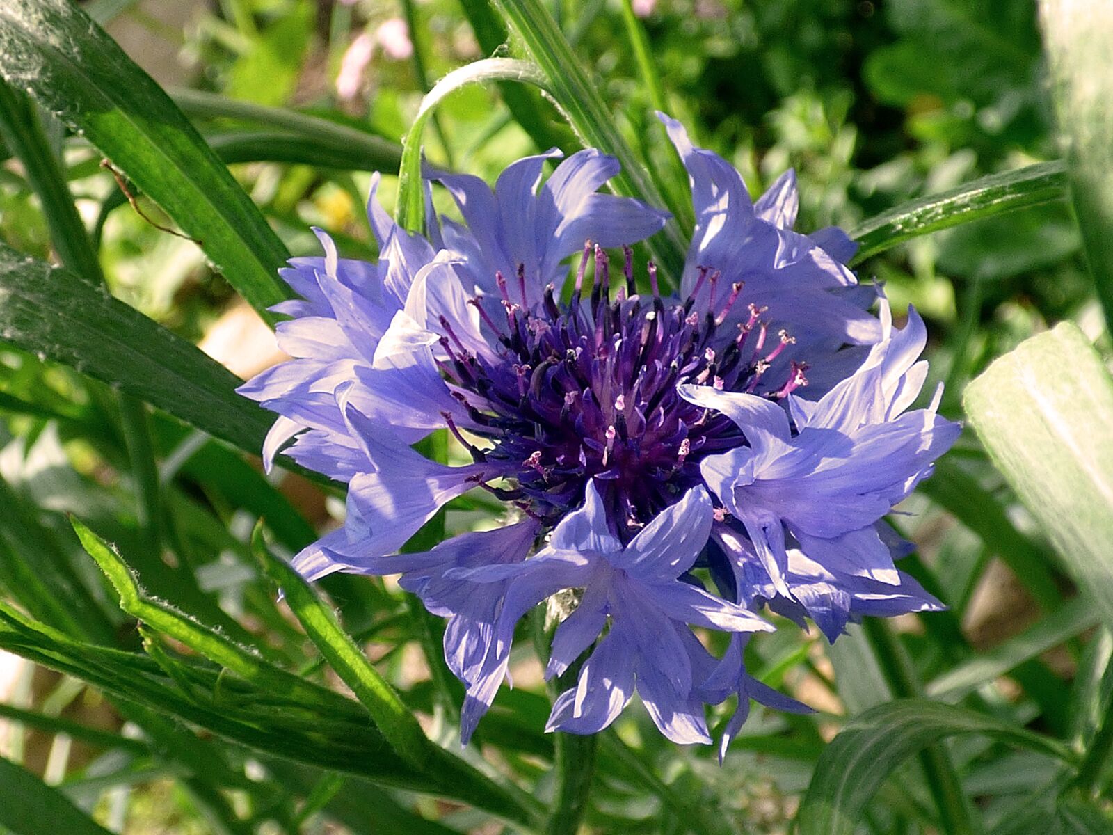 Panasonic DMC-FZ72 sample photo. Cornflower, blossom, bloom photography