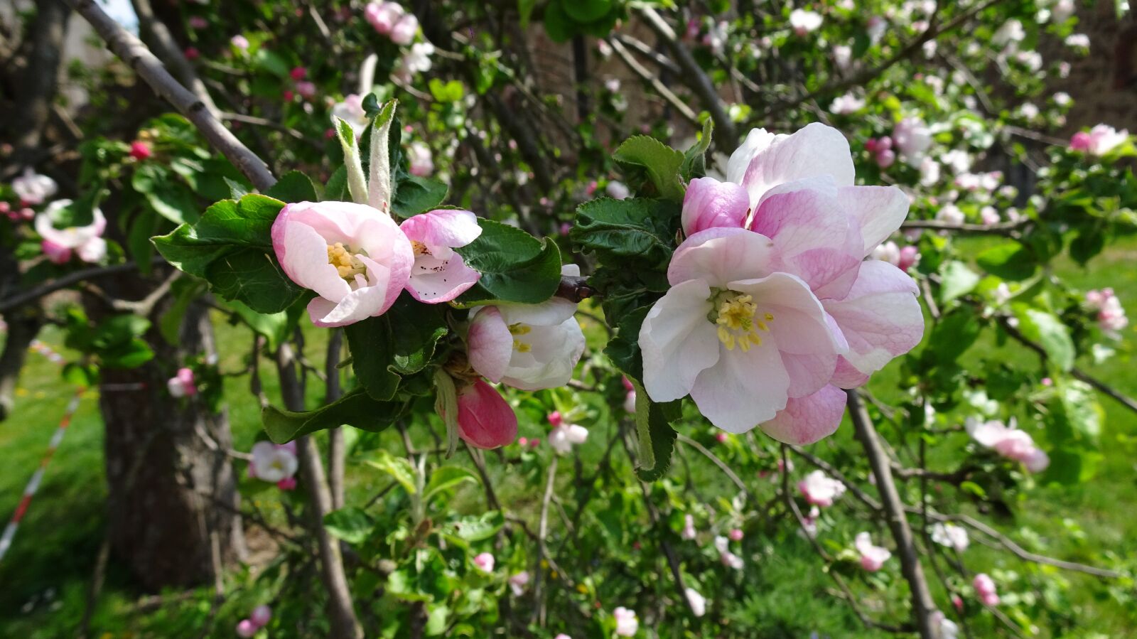Sony DSC-HX90 sample photo. Apple blossom, spring, white photography