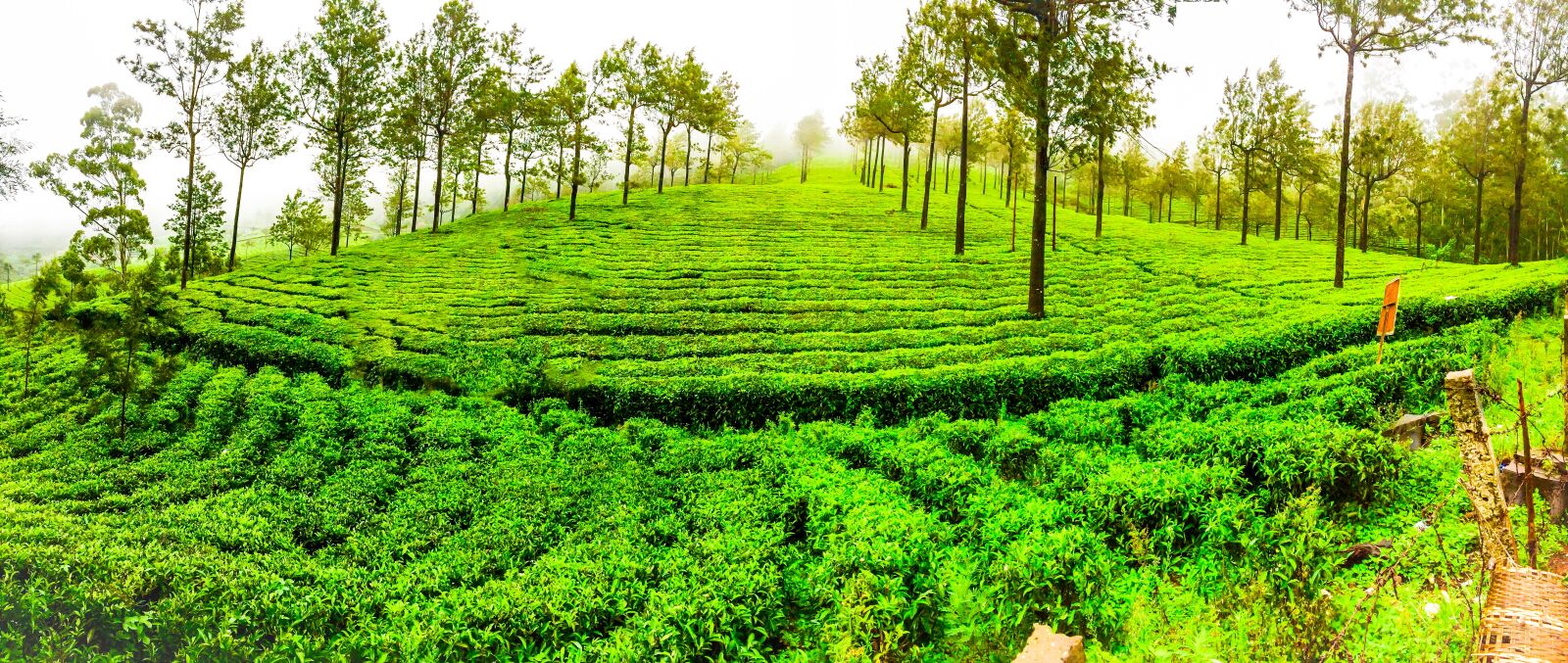 Apple iPhone 5s sample photo. Green, plants, tea, plantation photography