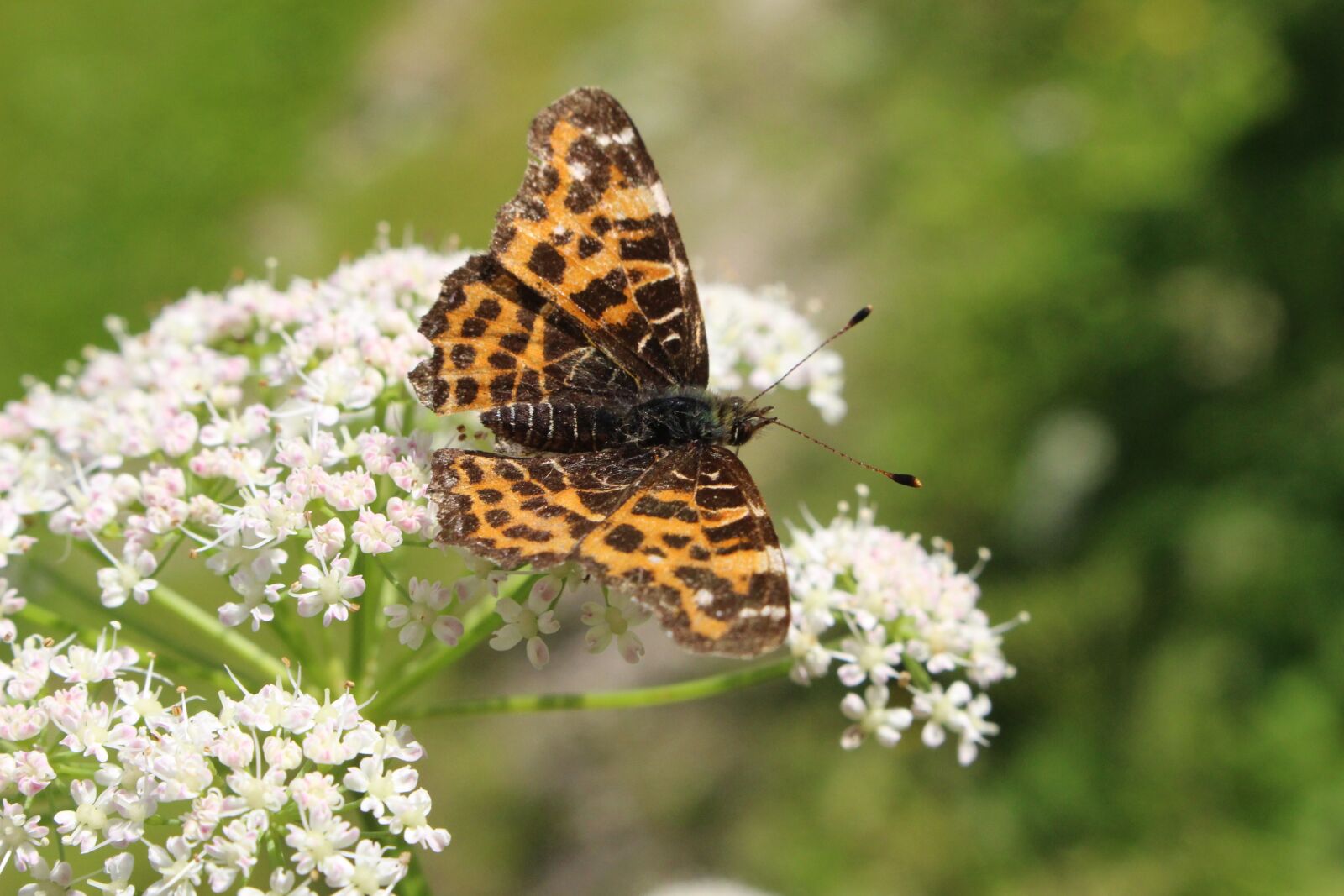 Canon EOS 100D (EOS Rebel SL1 / EOS Kiss X7) sample photo. Butterfly, flower, nature photography