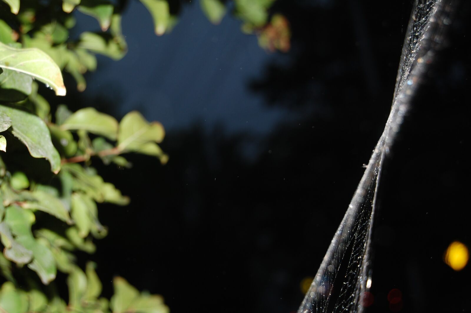 Nikon D40 sample photo. Cobweb, spider, night photography
