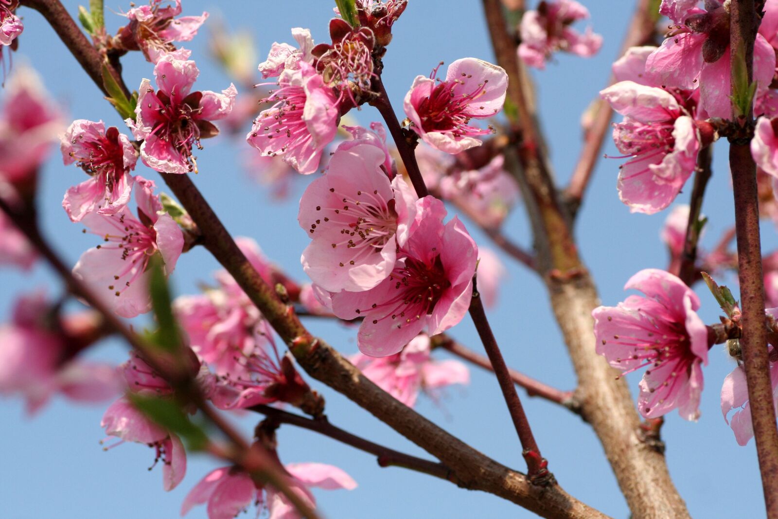 Canon EOS 350D (EOS Digital Rebel XT / EOS Kiss Digital N) sample photo. Tree, flowers, pink fish photography