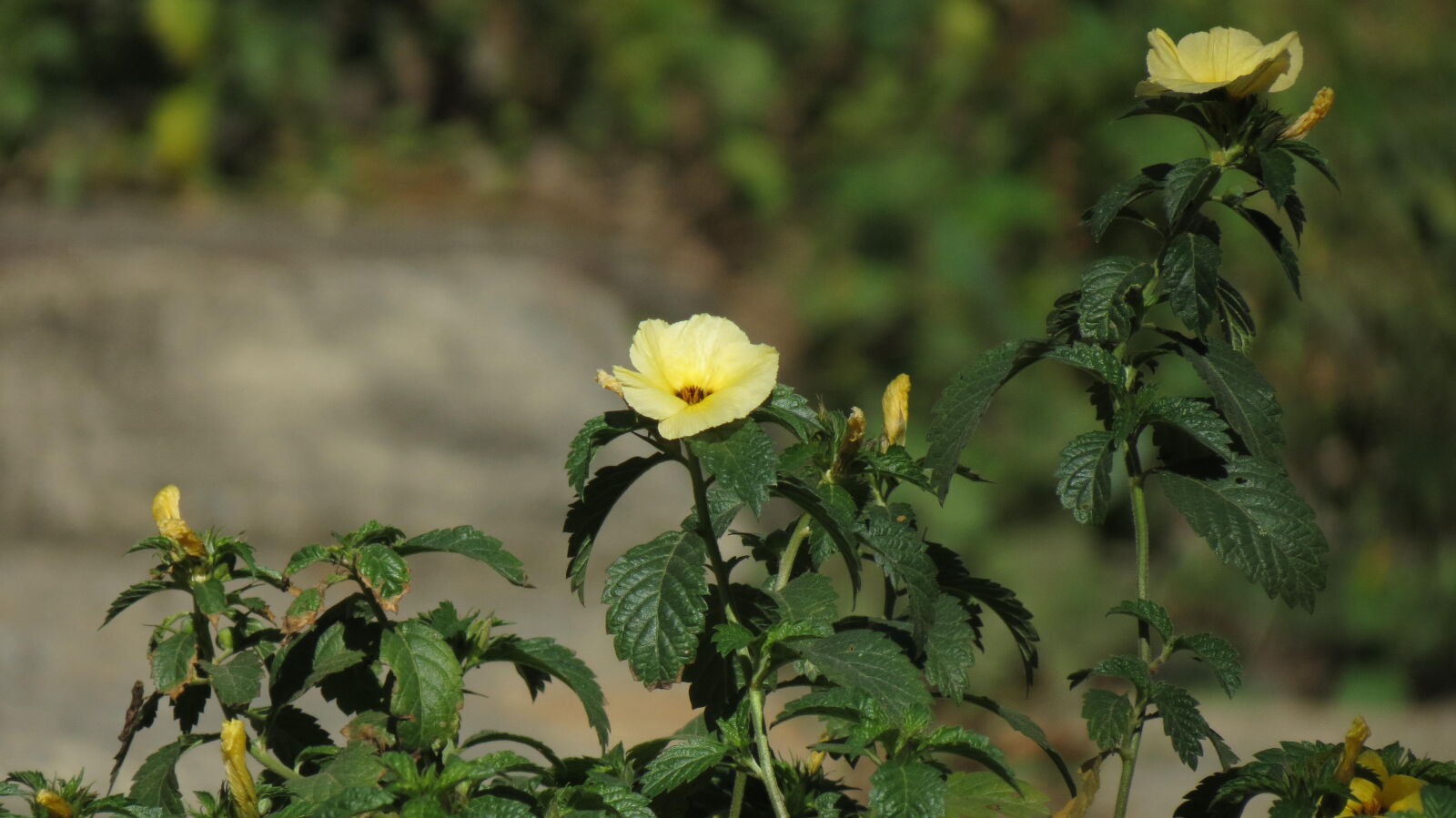 Canon PowerShot SX40 HS sample photo. Yellow flower photography