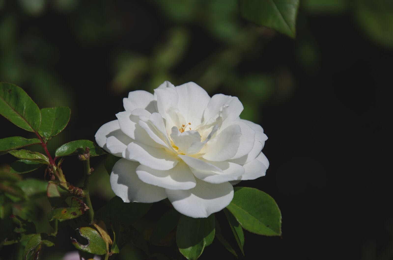 Nikon D7000 sample photo. Flower, white, rose photography