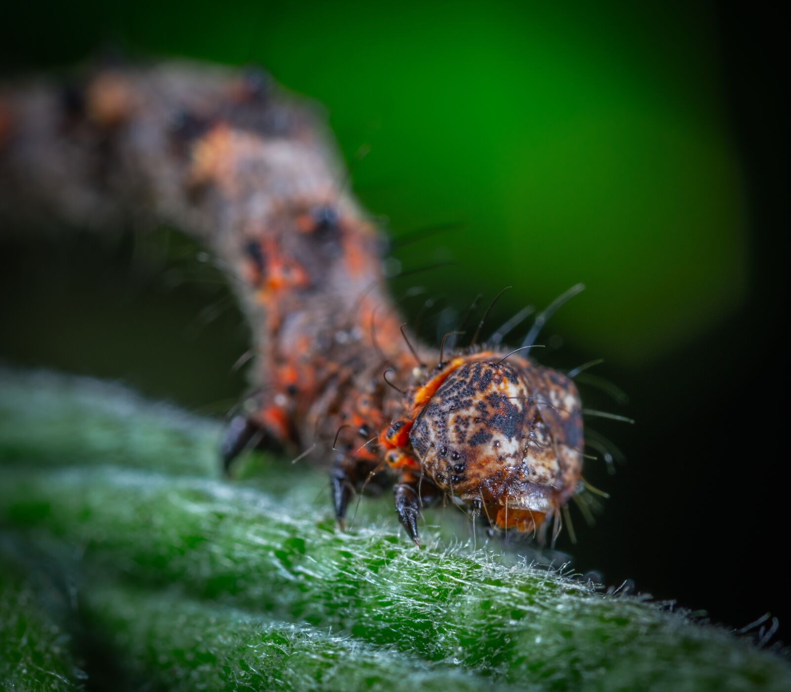 Sony a7R II sample photo. Macro, insect, bespozvonochnoe photography
