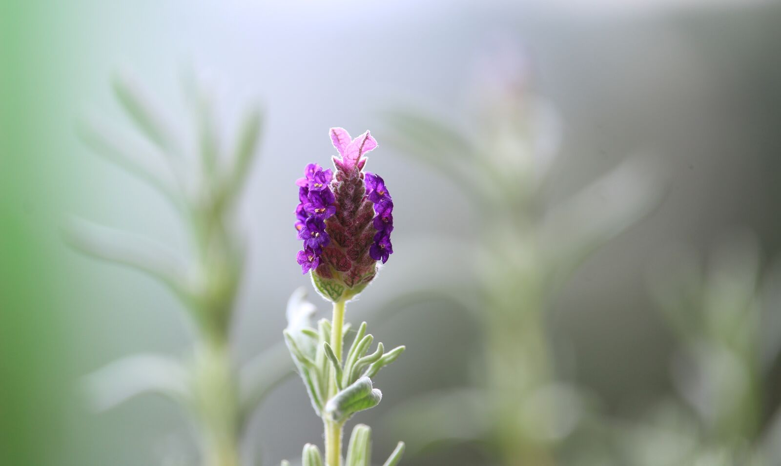 Canon EF-S 55-250mm F4-5.6 IS STM sample photo. Lavender, flower, blossom photography