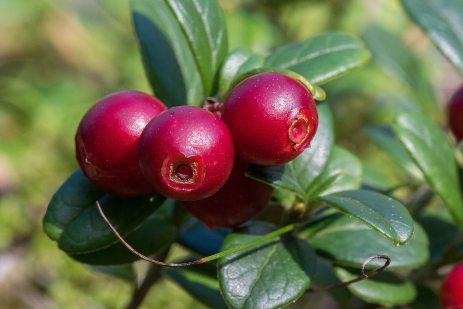 Nikon D3300 sample photo. Cowberry, autumn, red photography