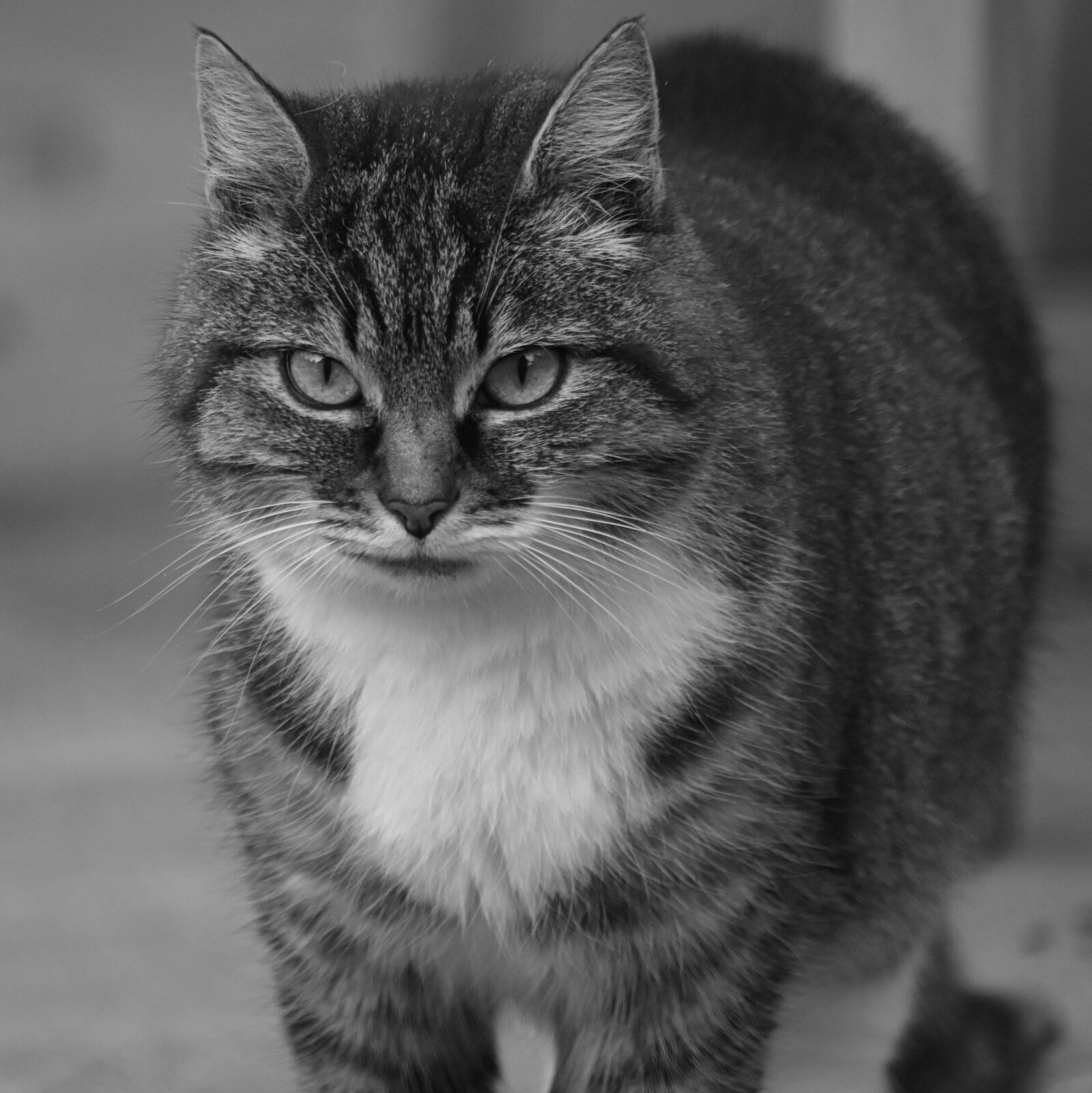 Nikon D7200 sample photo. Cat, cats, animal photography