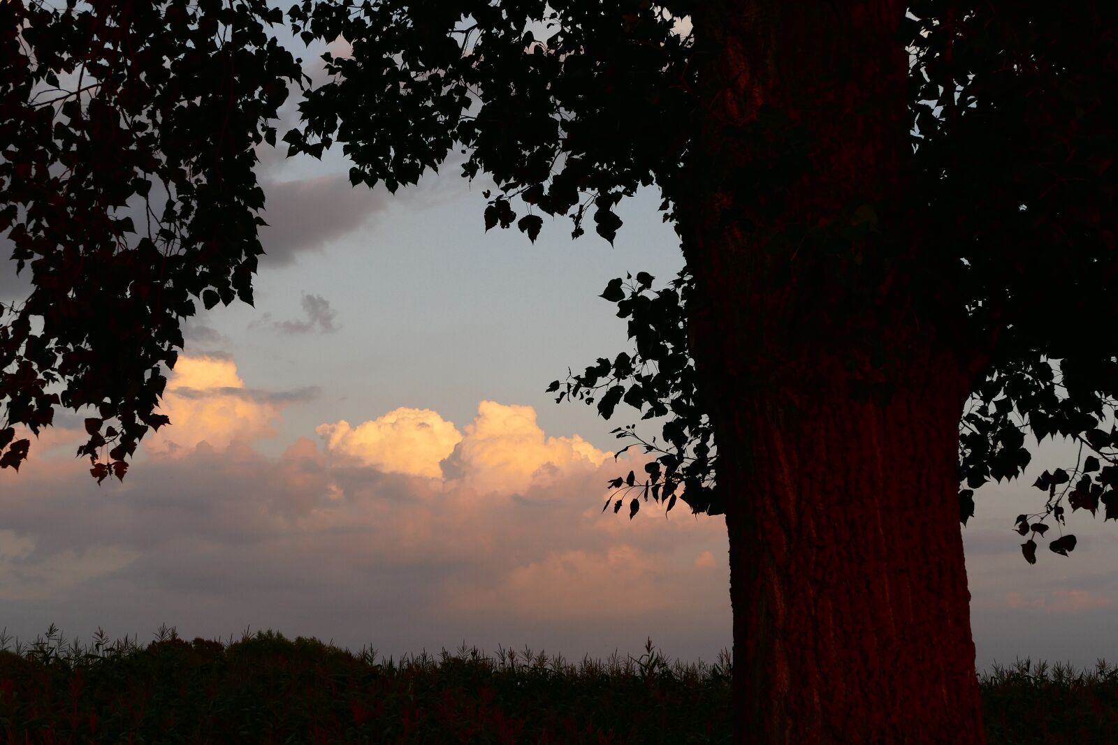 Panasonic Lumix DMC-FZ1000 sample photo. Tree, the sky, sky photography