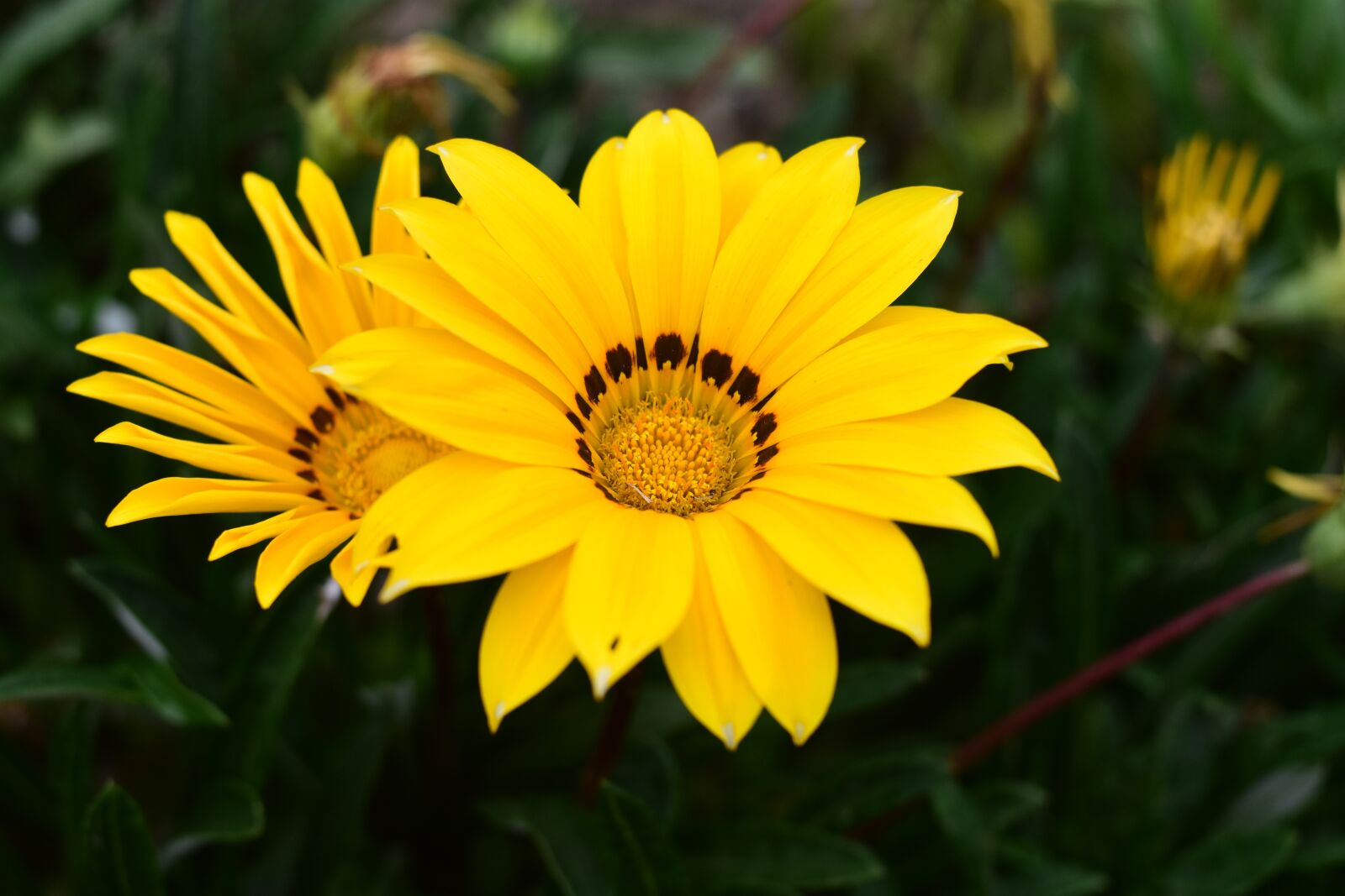 Nikon D3400 sample photo. Nature, plant, flower photography
