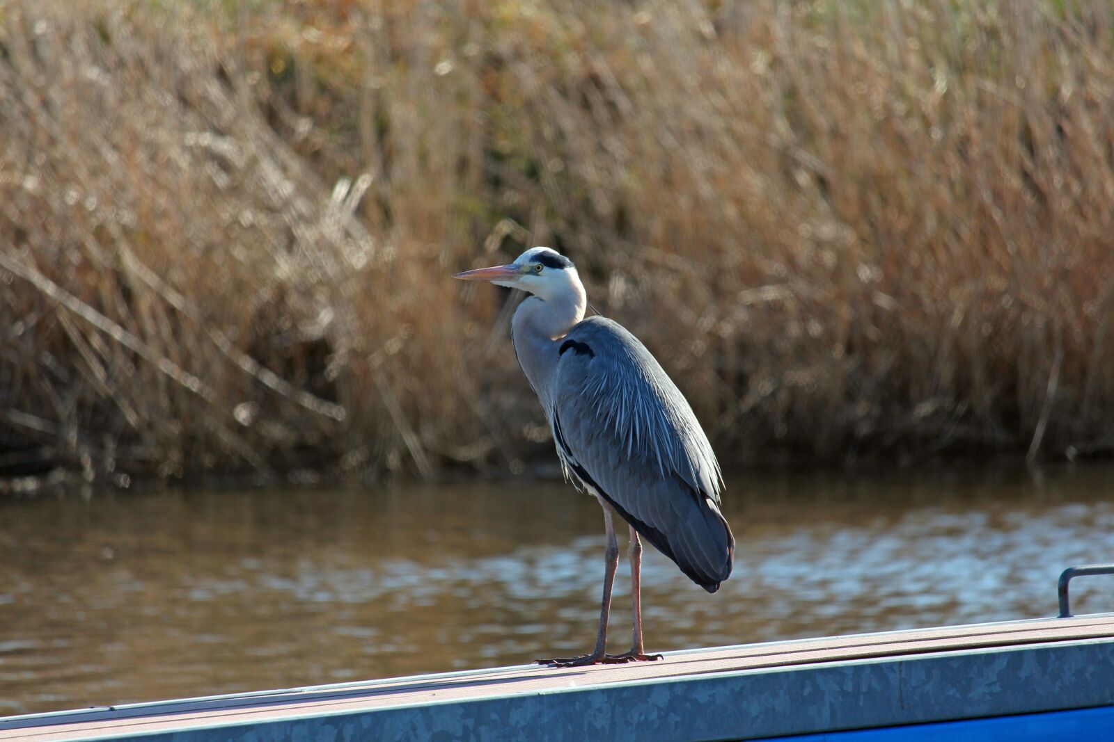 Canon EOS 700D (EOS Rebel T5i / EOS Kiss X7i) sample photo. Grey heron, bird, nature photography