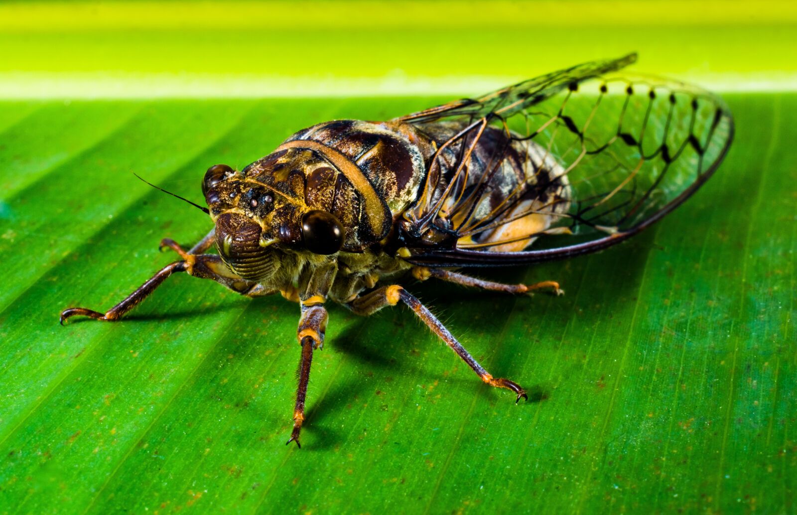 Nikon D5200 sample photo. Insect, new insect, whopper photography