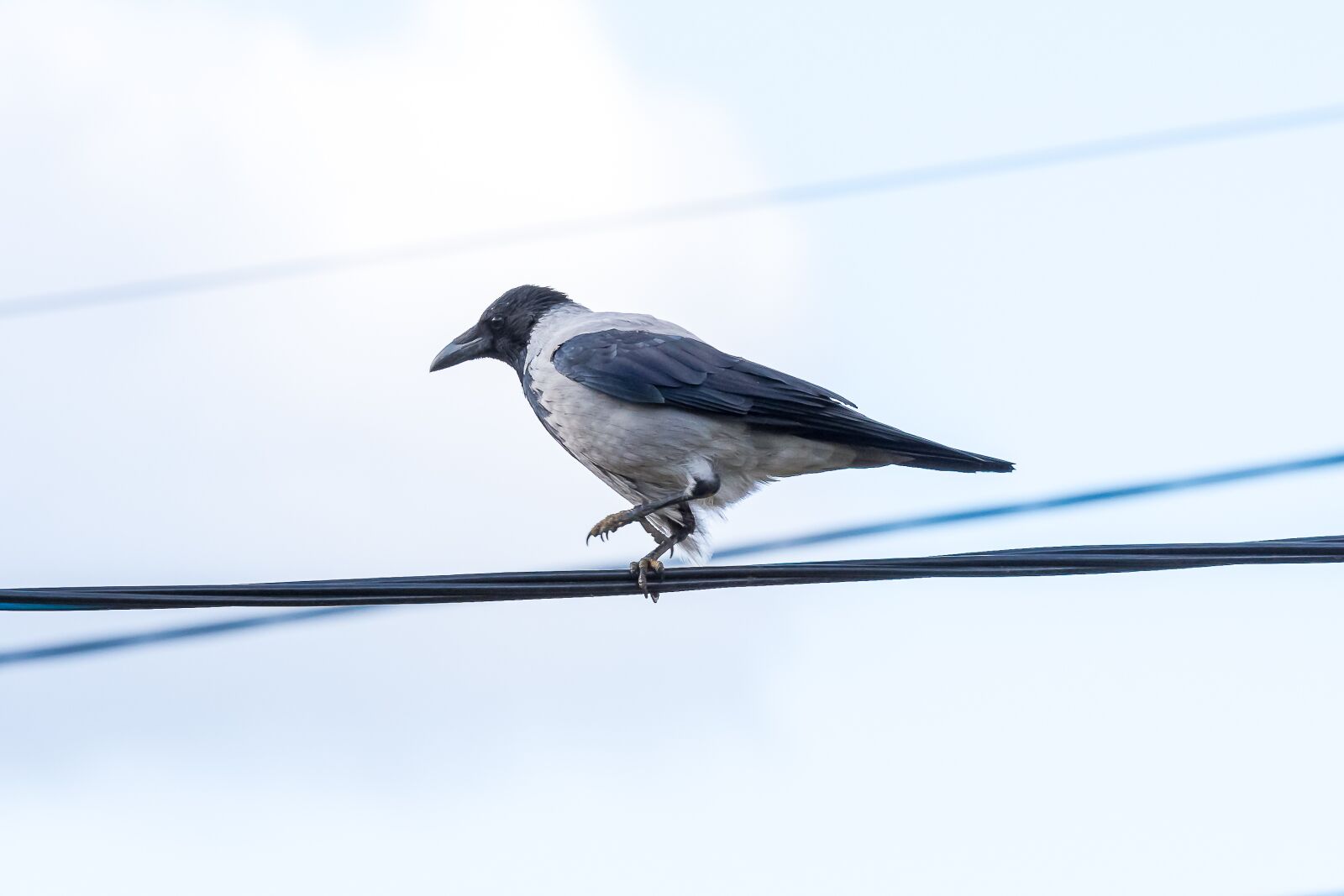 Nikon D7200 sample photo. Crow, bird, animals photography