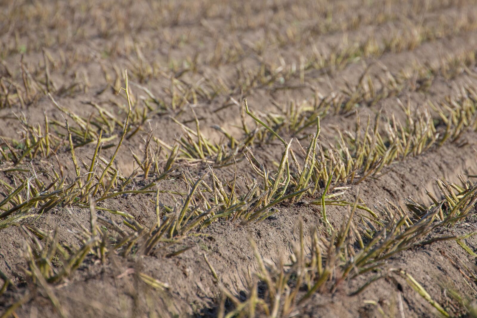 Canon EOS 6D Mark II sample photo. Country, stubble, harvest photography