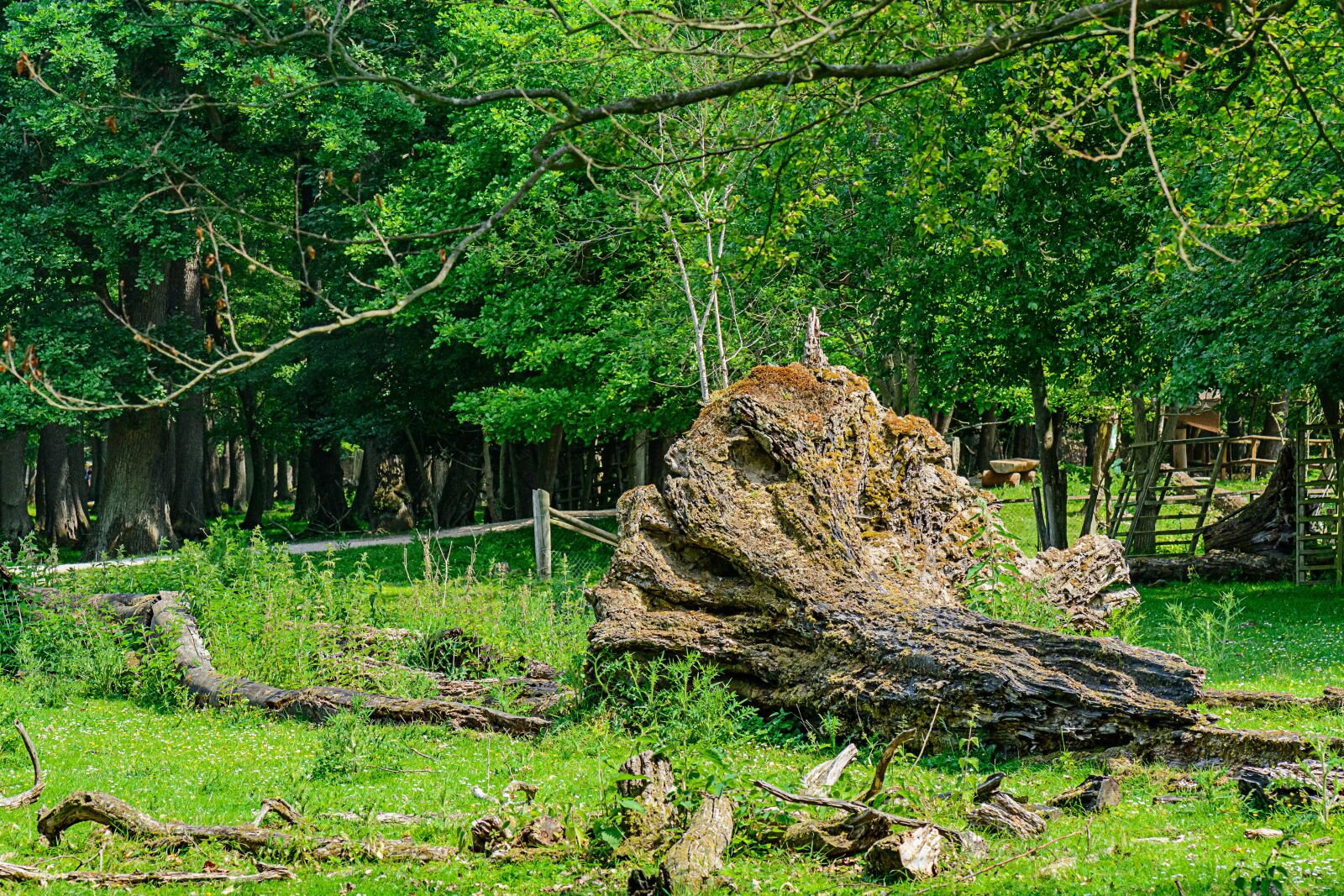 Nikon D7100 sample photo. Nature, forest, landscape photography