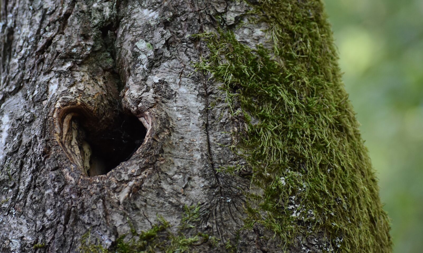 Nikon D3400 sample photo. Tree, heart, nature photography