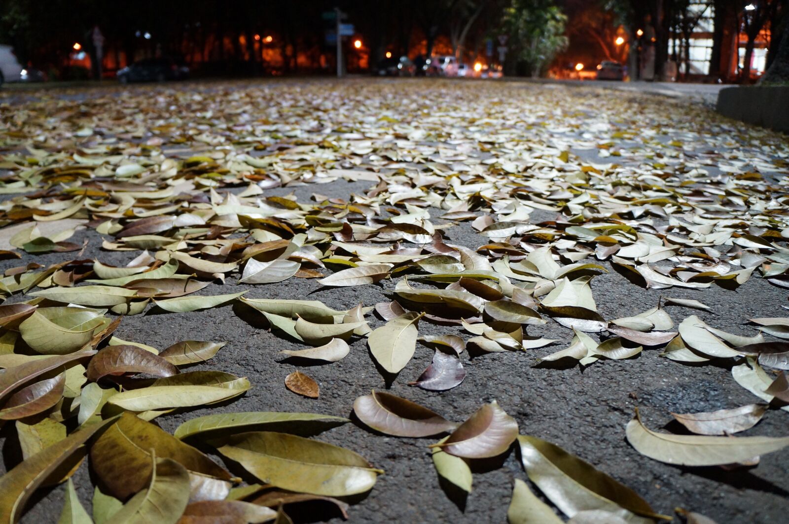 Sony Alpha NEX-F3 + Sony E 18-55mm F3.5-5.6 OSS sample photo. Falling leaf, flooring, life photography