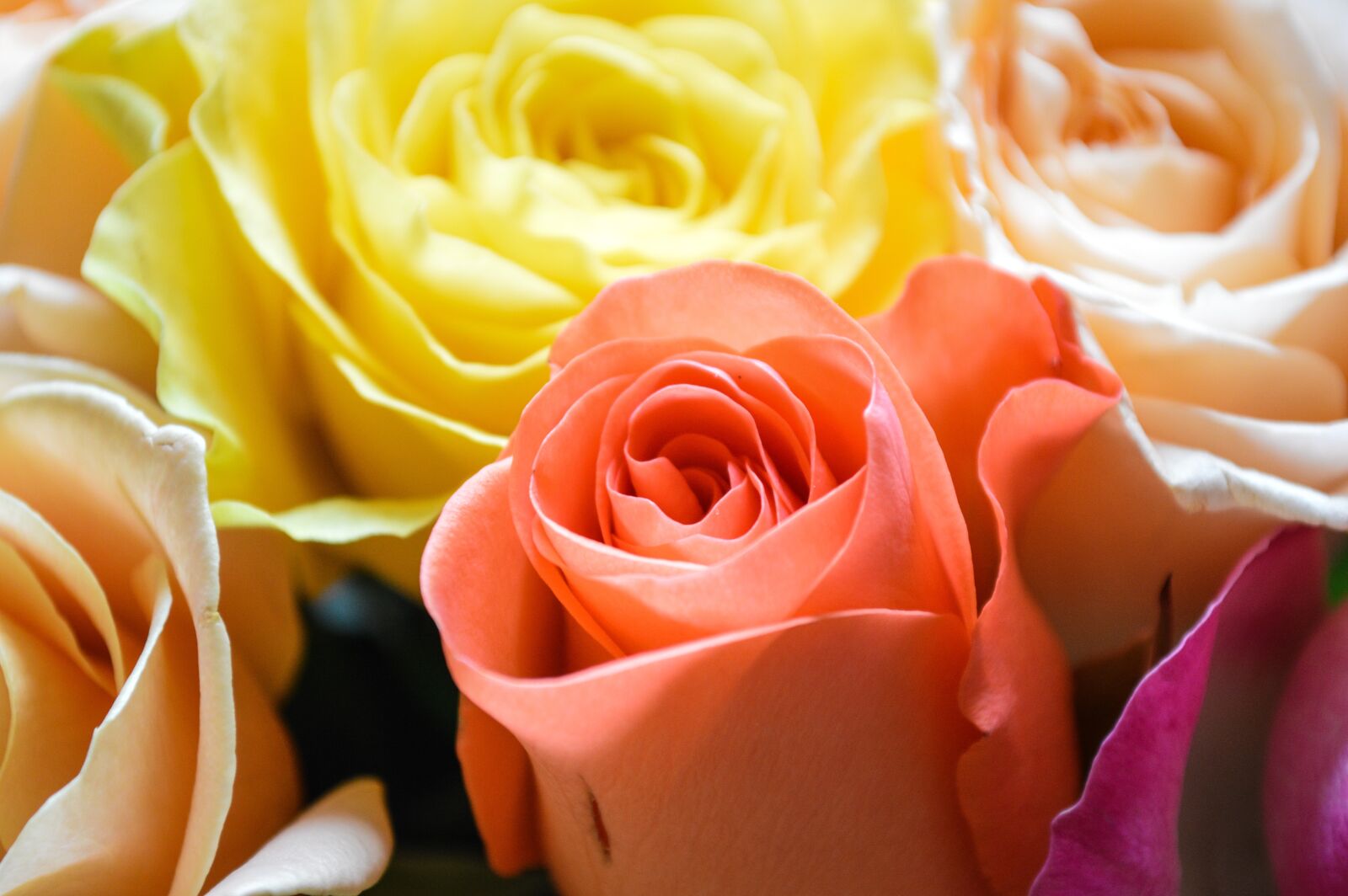 Nikon D3200 sample photo. Roses, bouquet, flowers photography