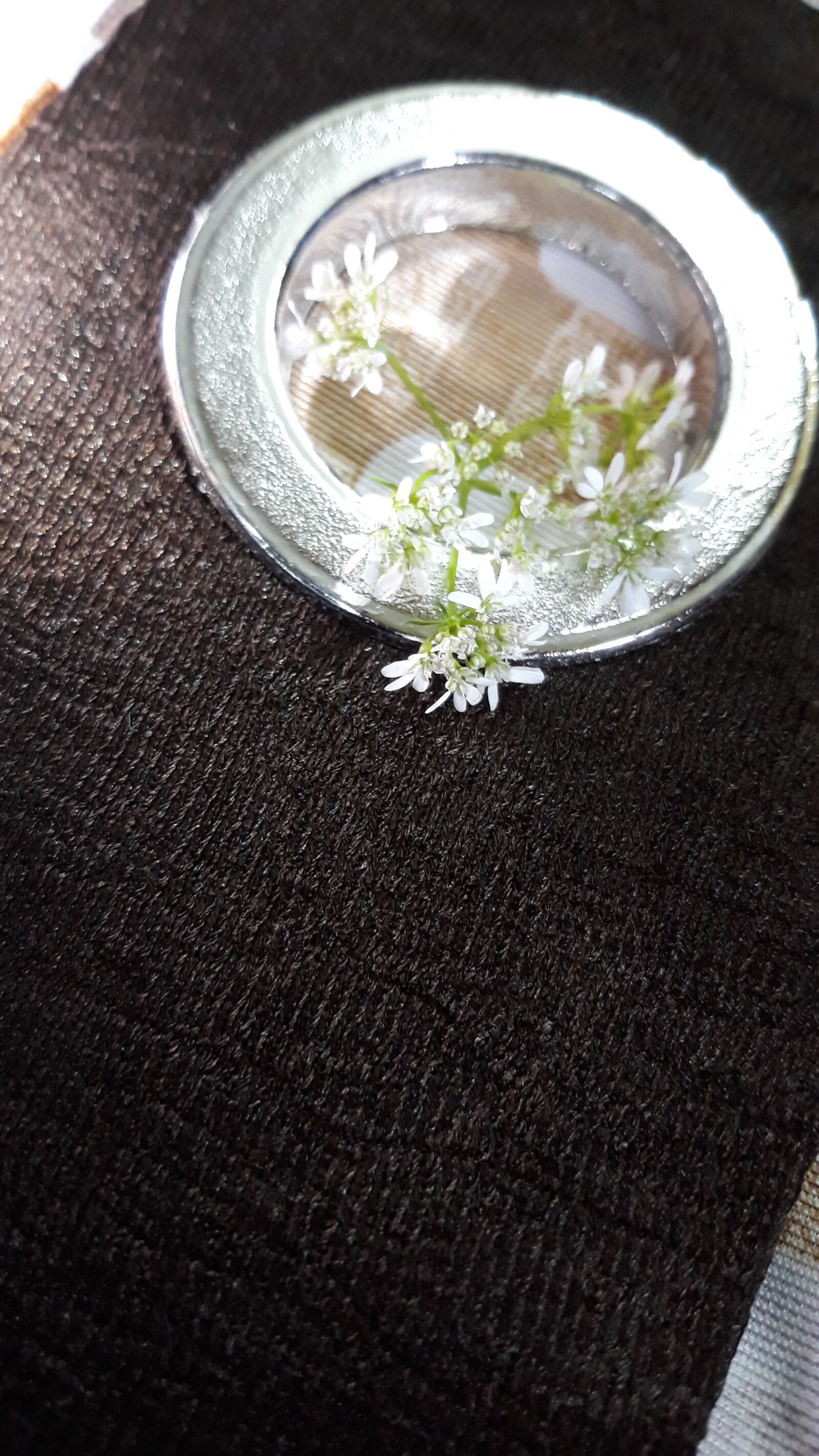Samsung Galaxy J7 Pro sample photo. Coriander flower, photography, coriander photography