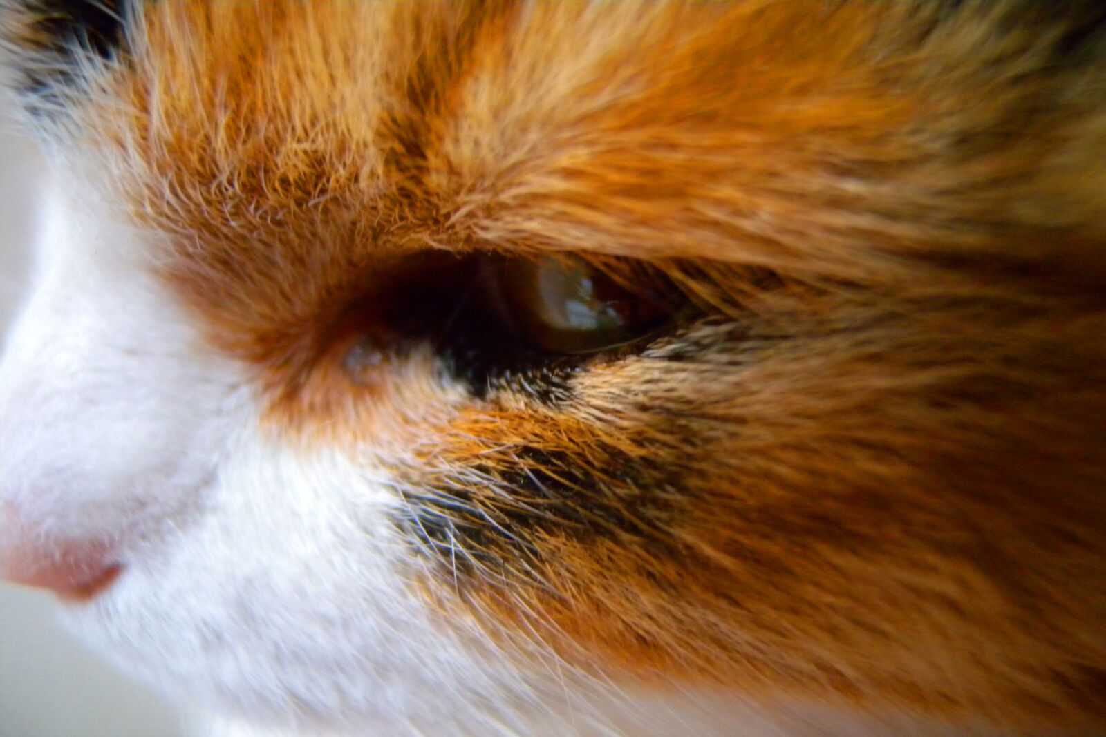 Nikon Coolpix P6000 sample photo. Cat, animals, head photography