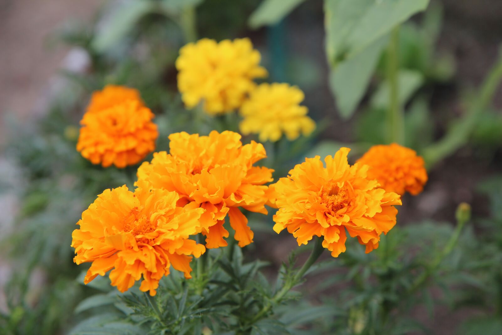 Canon EOS 600D (Rebel EOS T3i / EOS Kiss X5) sample photo. Rose of india, golden photography