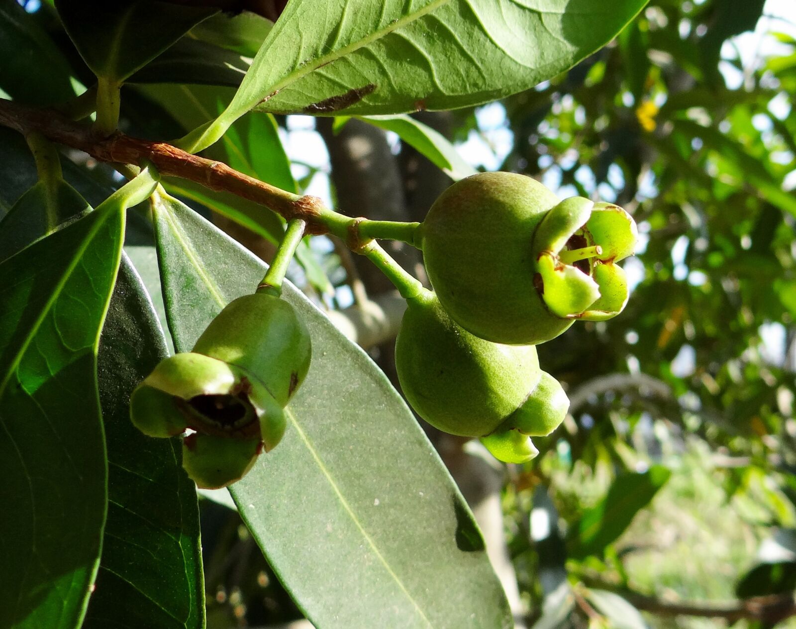 Sony DSC-HX200V sample photo. Syzygium jambos, rose apple photography