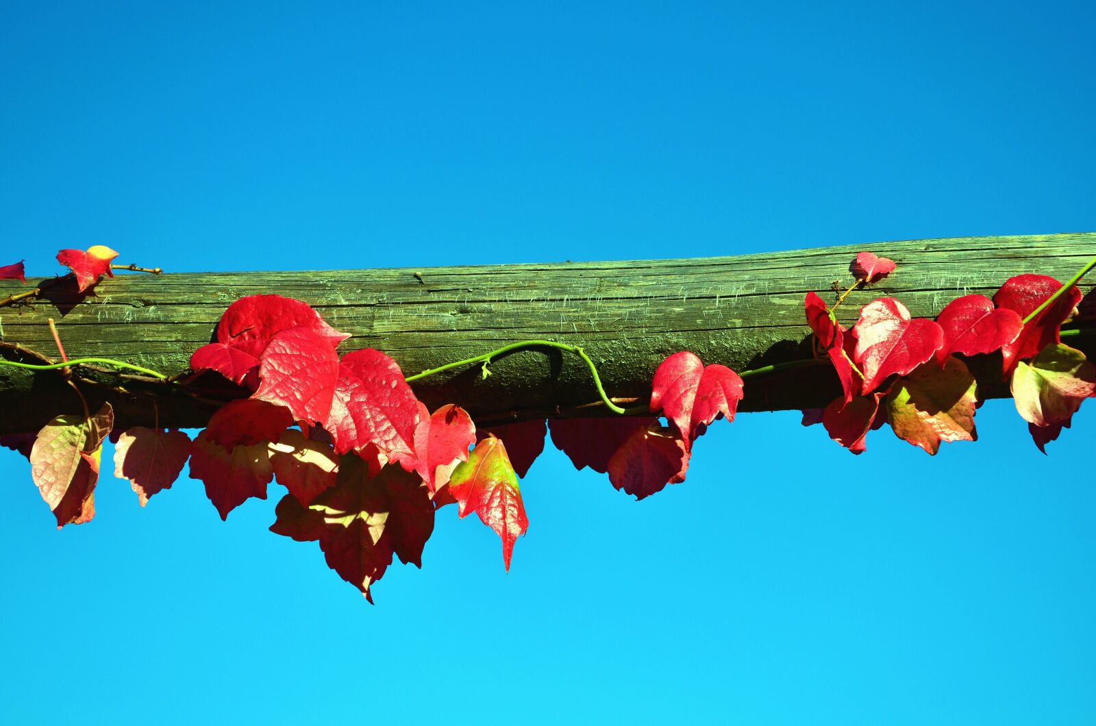 Nikon D5100 sample photo. Sky, branch, leaves, wood photography