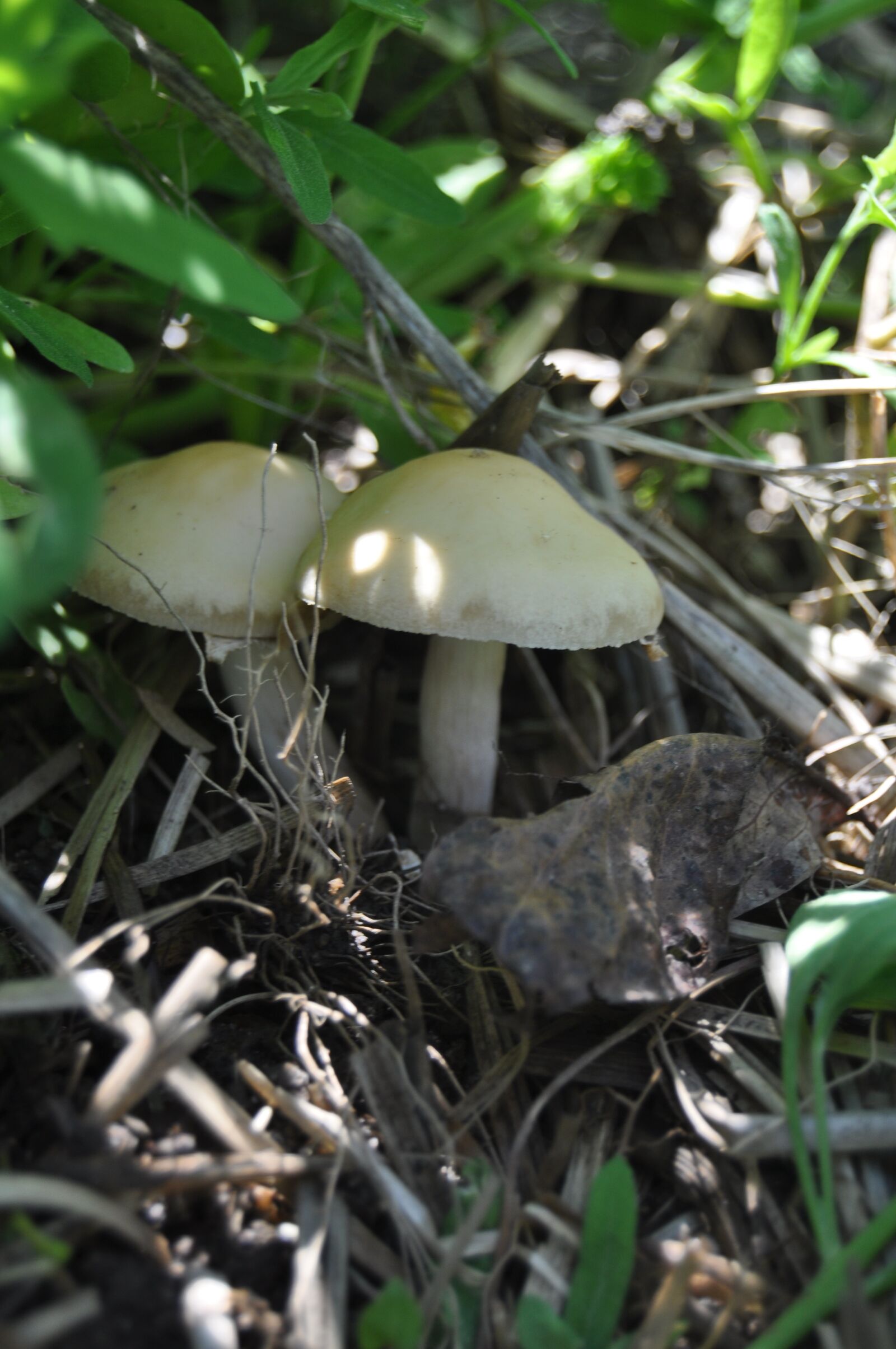 Nikon D5000 sample photo. Nature, flora, fungus photography
