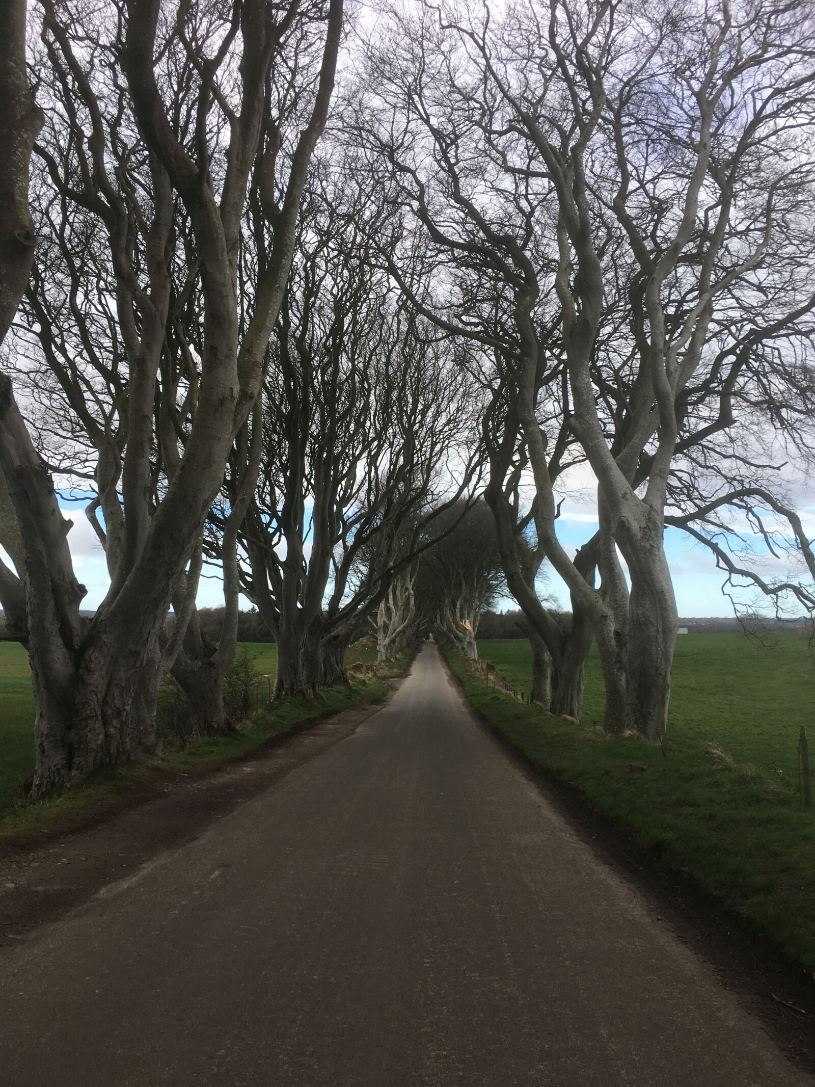 Apple iPhone 6s sample photo. Ireland, the dark hedges photography