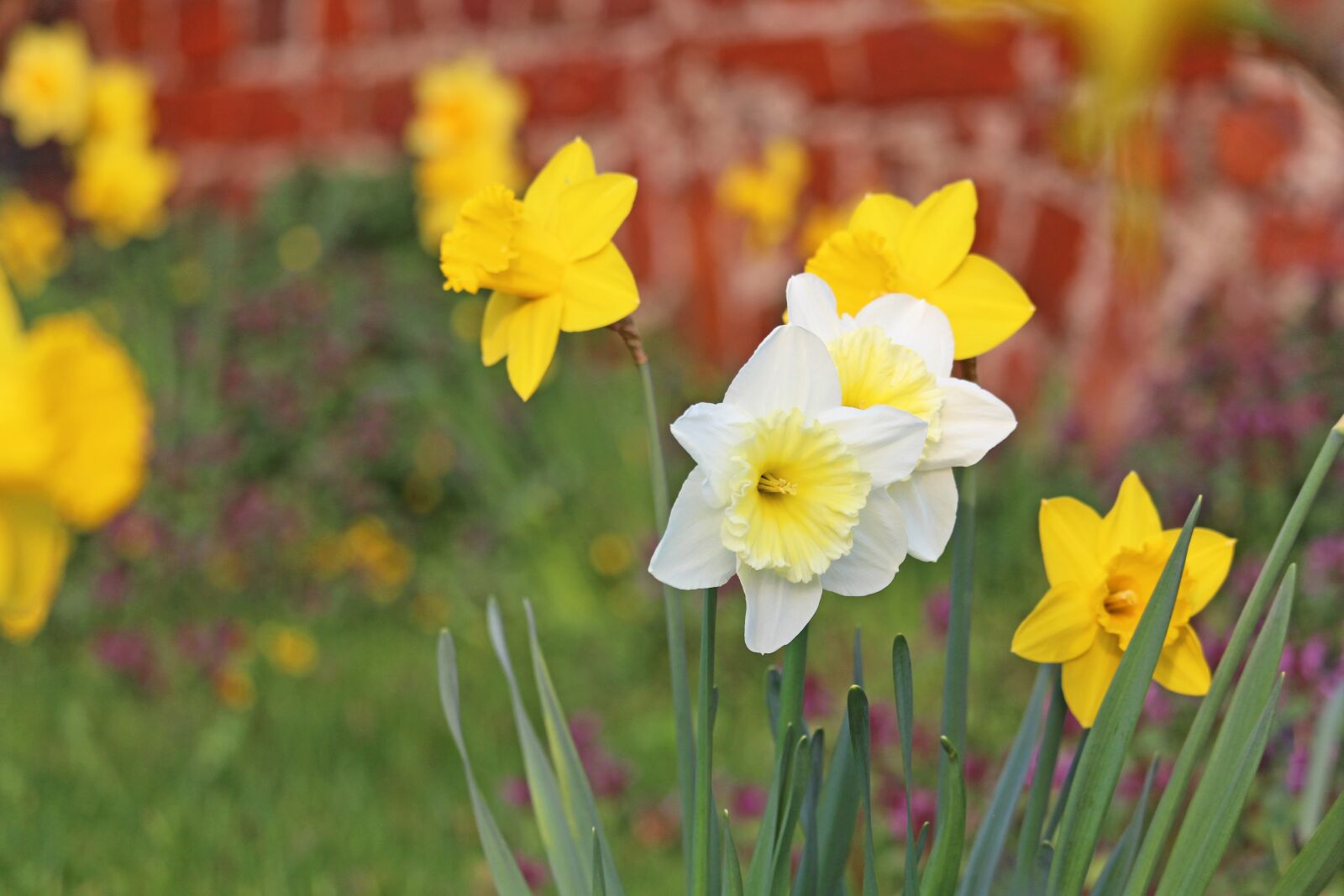 Canon EF-S 55-250mm F4-5.6 IS STM sample photo. Osterglocken, spring, yellow photography