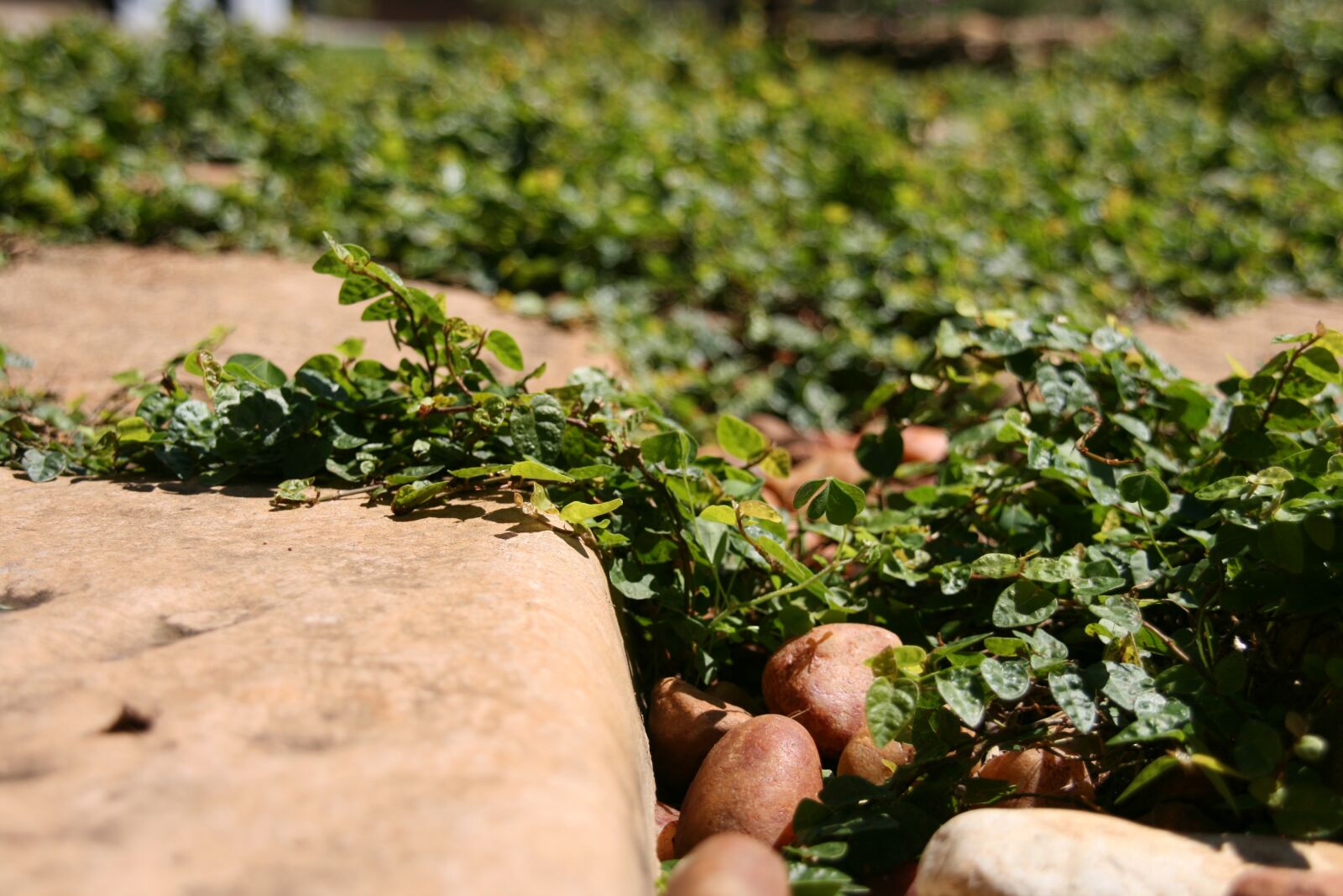 Canon EOS 400D (EOS Digital Rebel XTi / EOS Kiss Digital X) sample photo. Nature, pathway, steppingstone photography