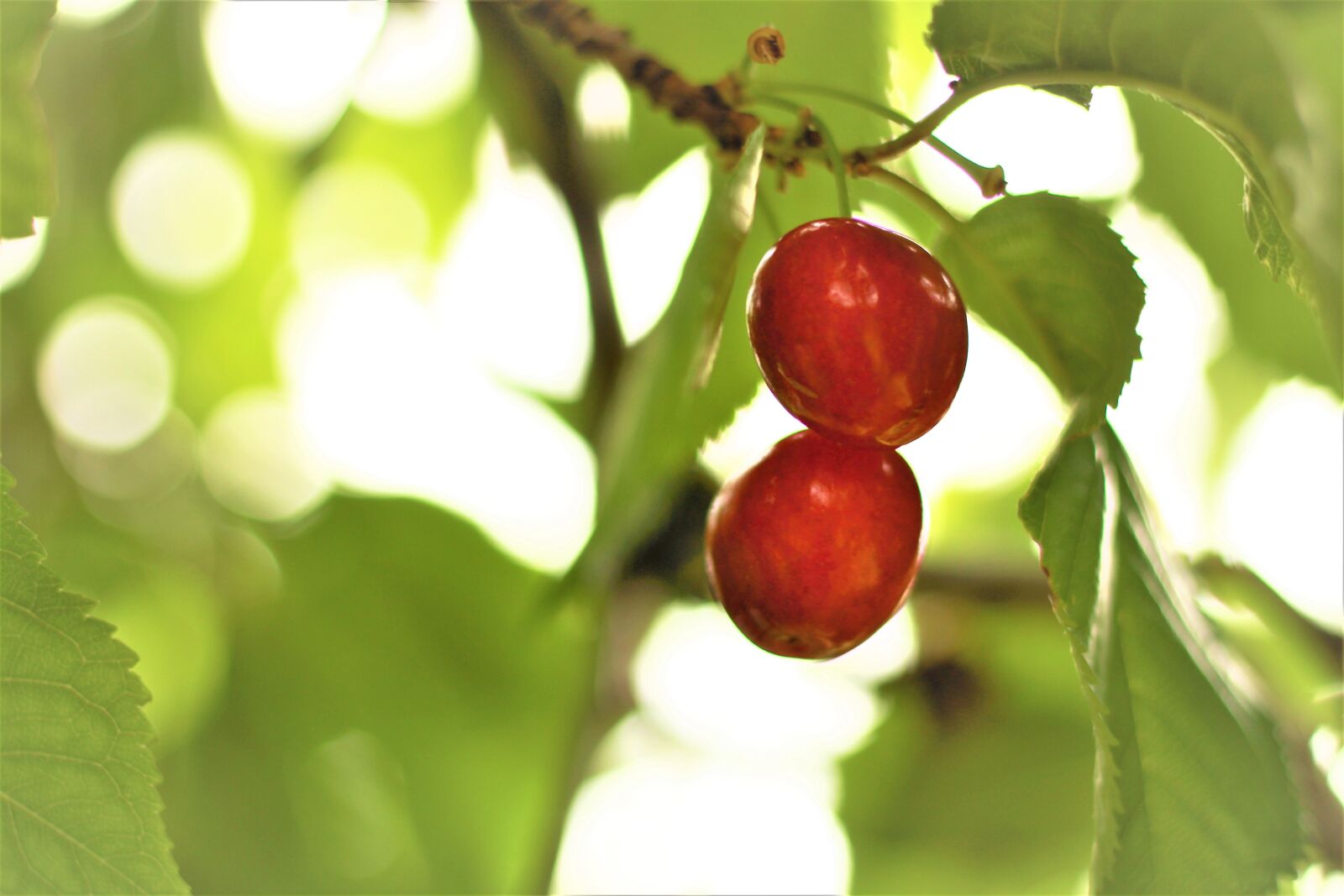 Canon EOS 700D (EOS Rebel T5i / EOS Kiss X7i) + Canon EF 50mm F1.8 STM sample photo. Cherry, fruit, red photography