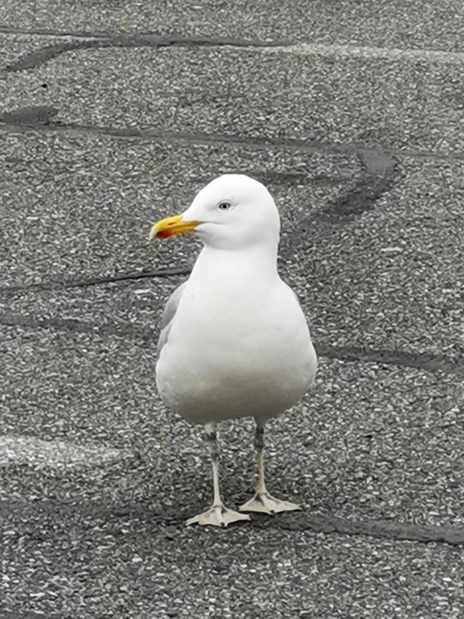 HUAWEI HMA-L29 sample photo. Goeland, bird, water photography