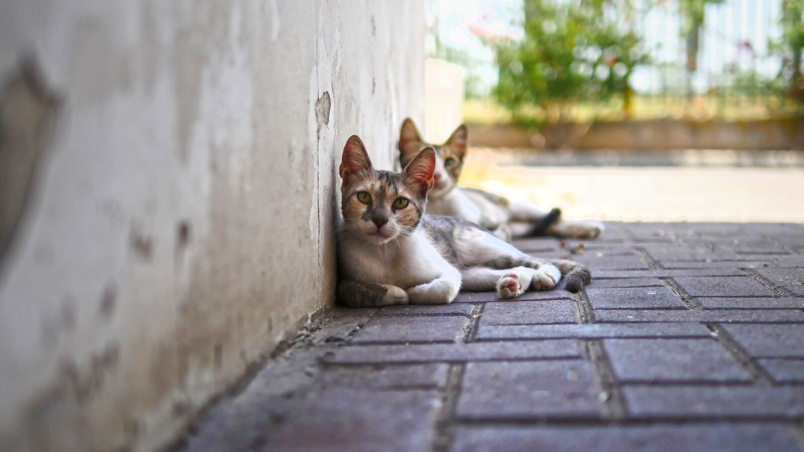 Panasonic Lumix DMC-GH4 sample photo. Cute, animal, cat photography