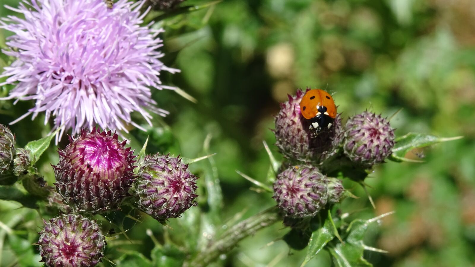 Sony DSC-HX60 sample photo. Ladybug, flower, thistle photography