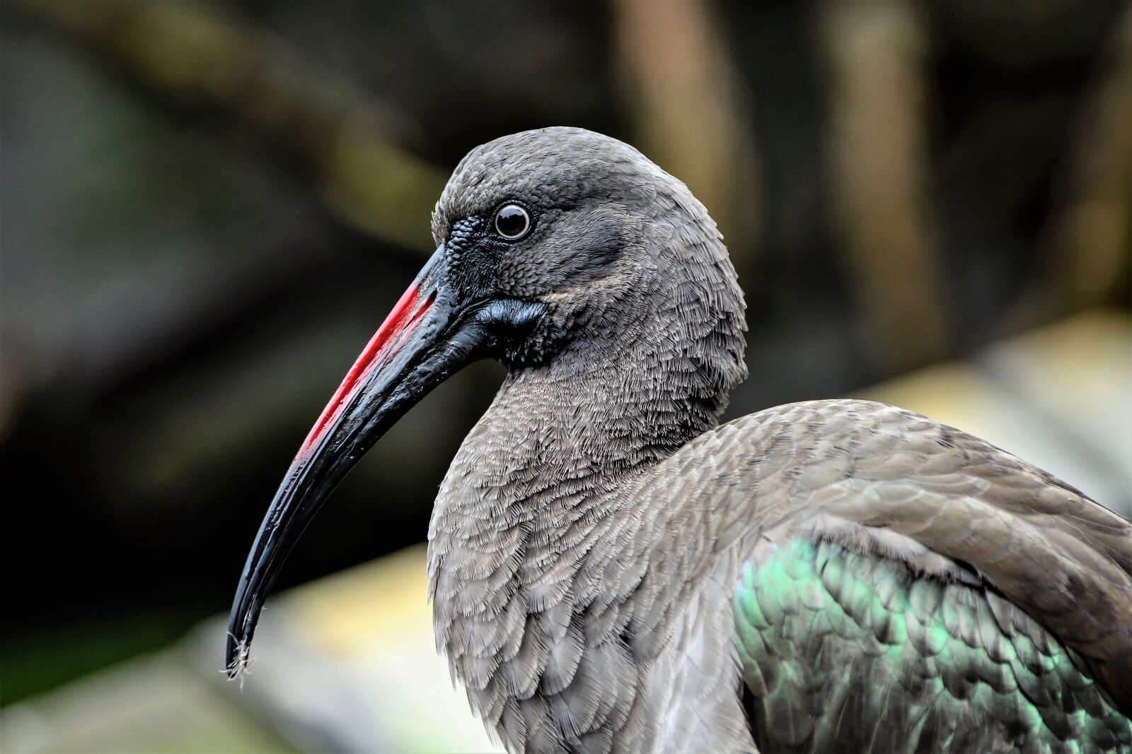 Nikon D7100 sample photo. Bird, wildlife, nature photography