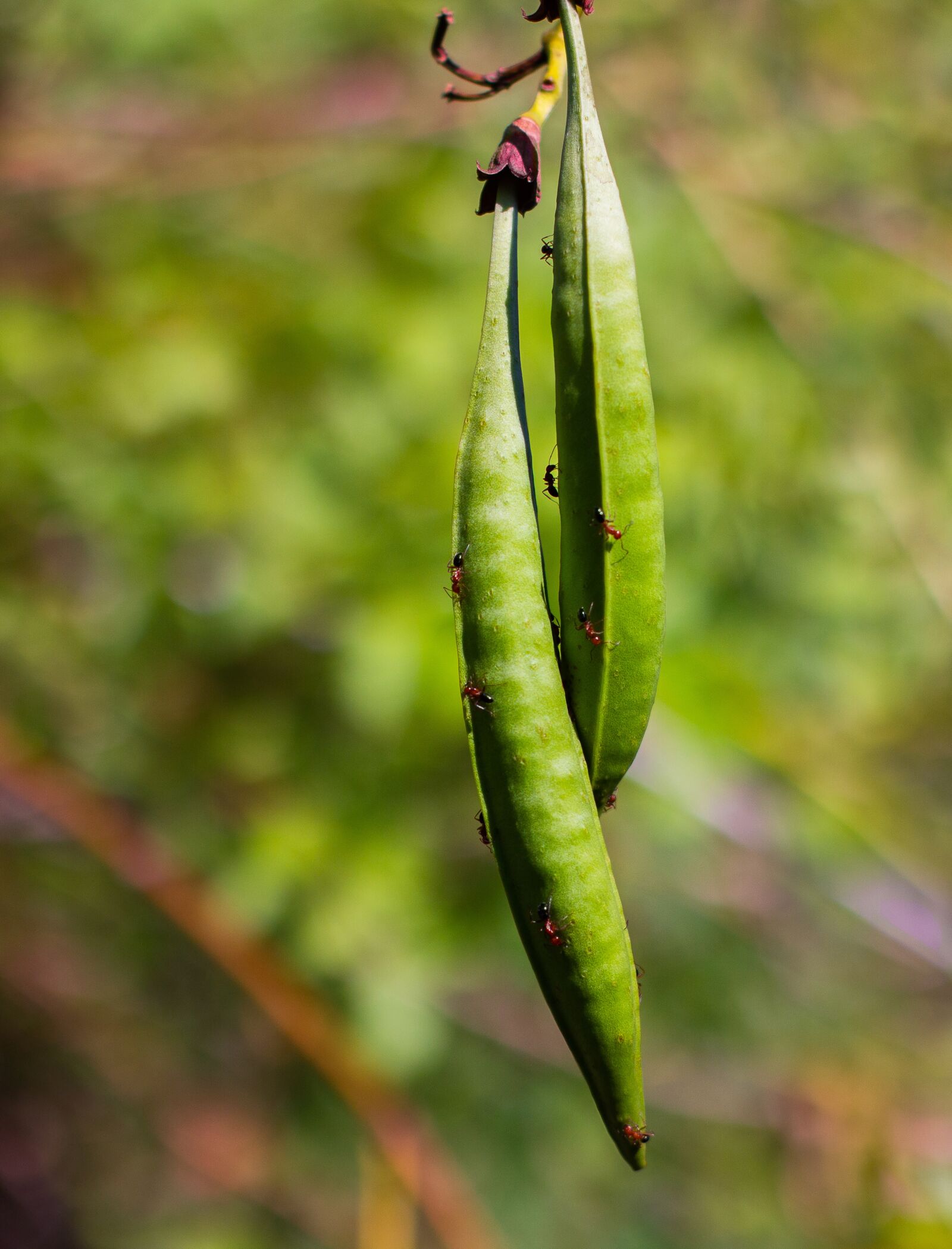 Canon EF 50mm F1.4 USM sample photo. Ants, fire ants, nature photography