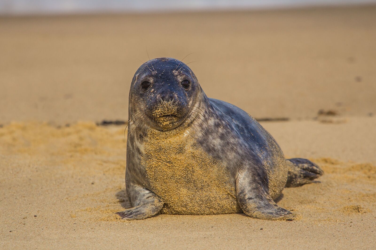 Canon EOS 60D sample photo. Seal cub, england, beach photography