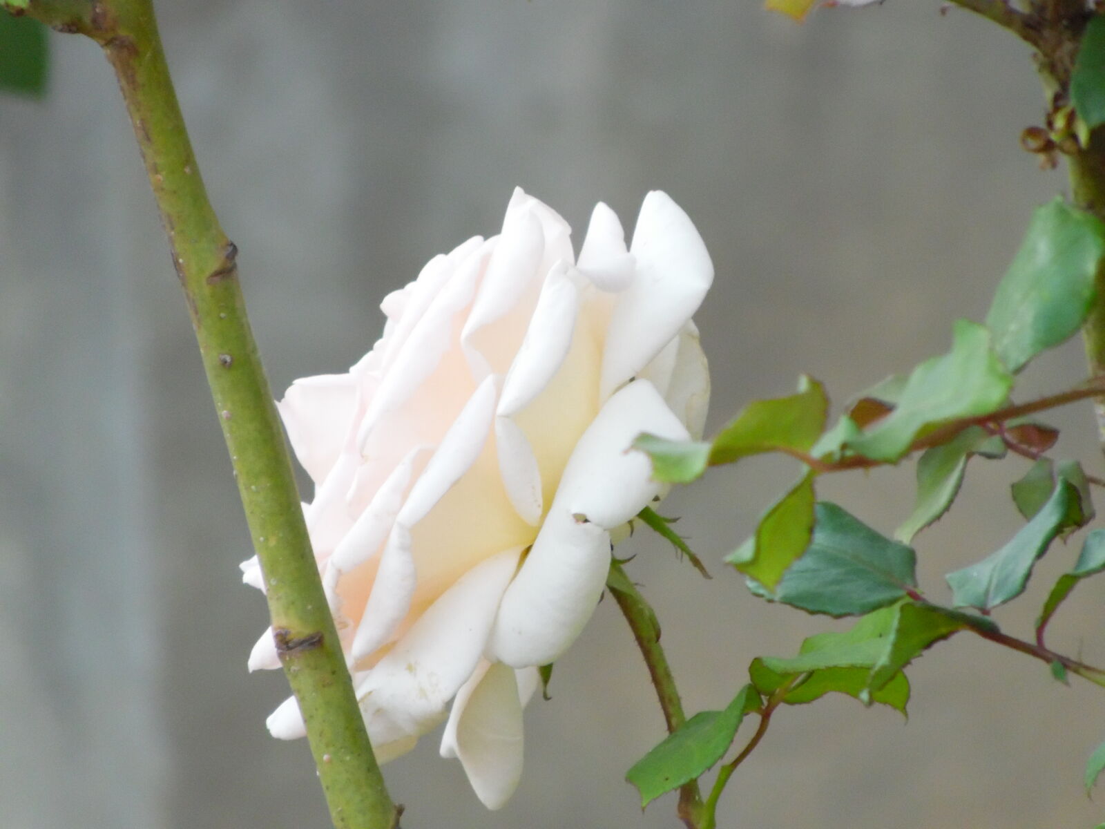 Samsung WB1100F/WB1101F/WB1102F sample photo