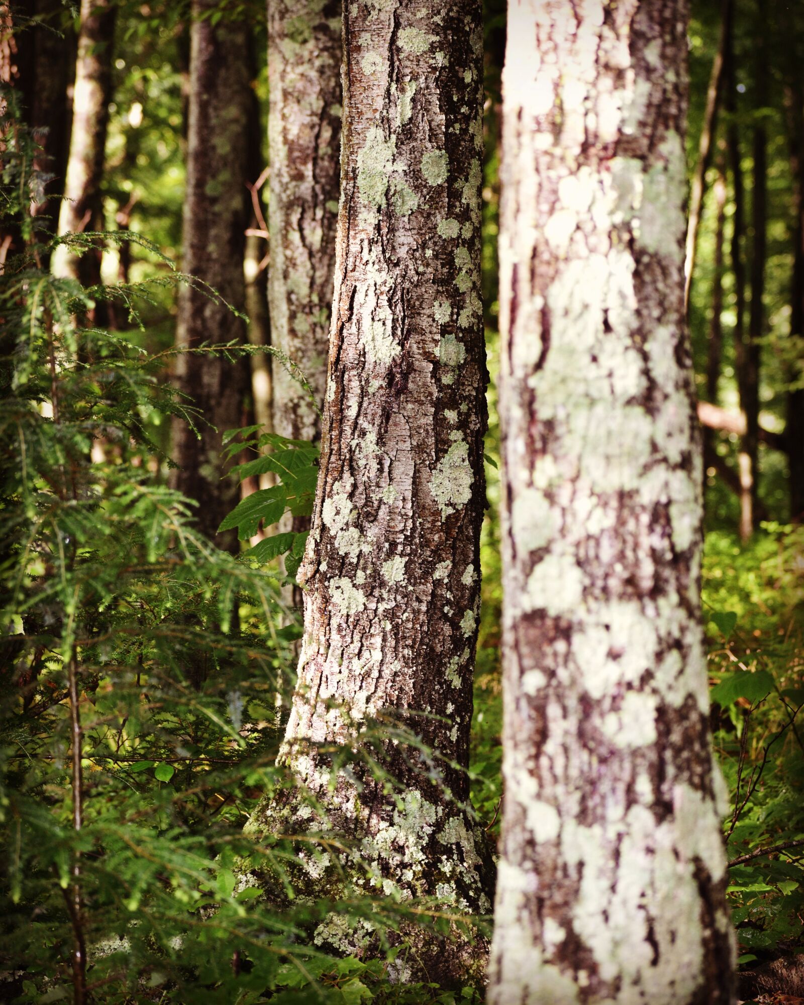 Nikon D5600 sample photo. Leaf, green, nature photography
