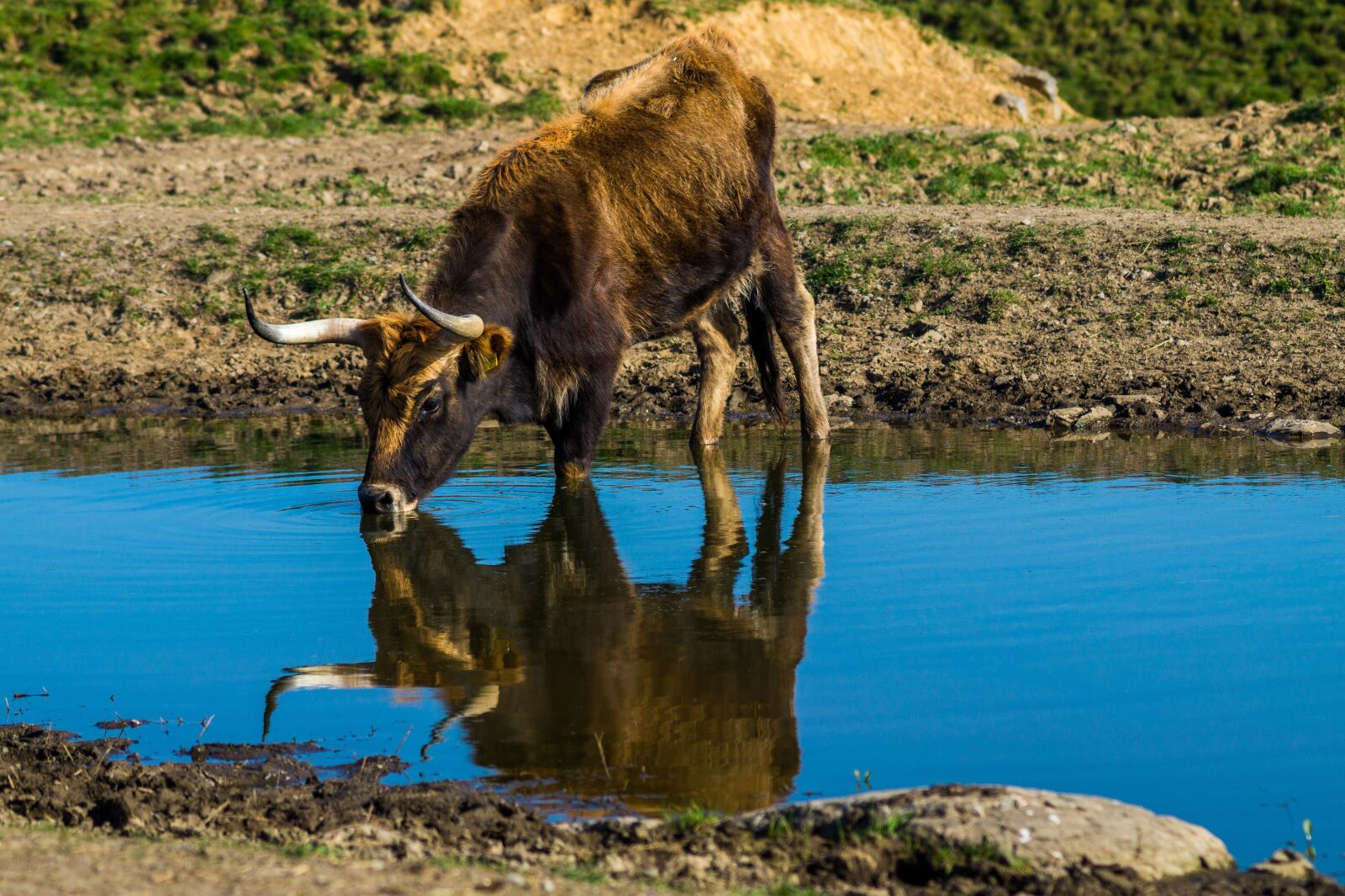 Sony SLT-A58 sample photo. Tail cattle, heck cattle photography