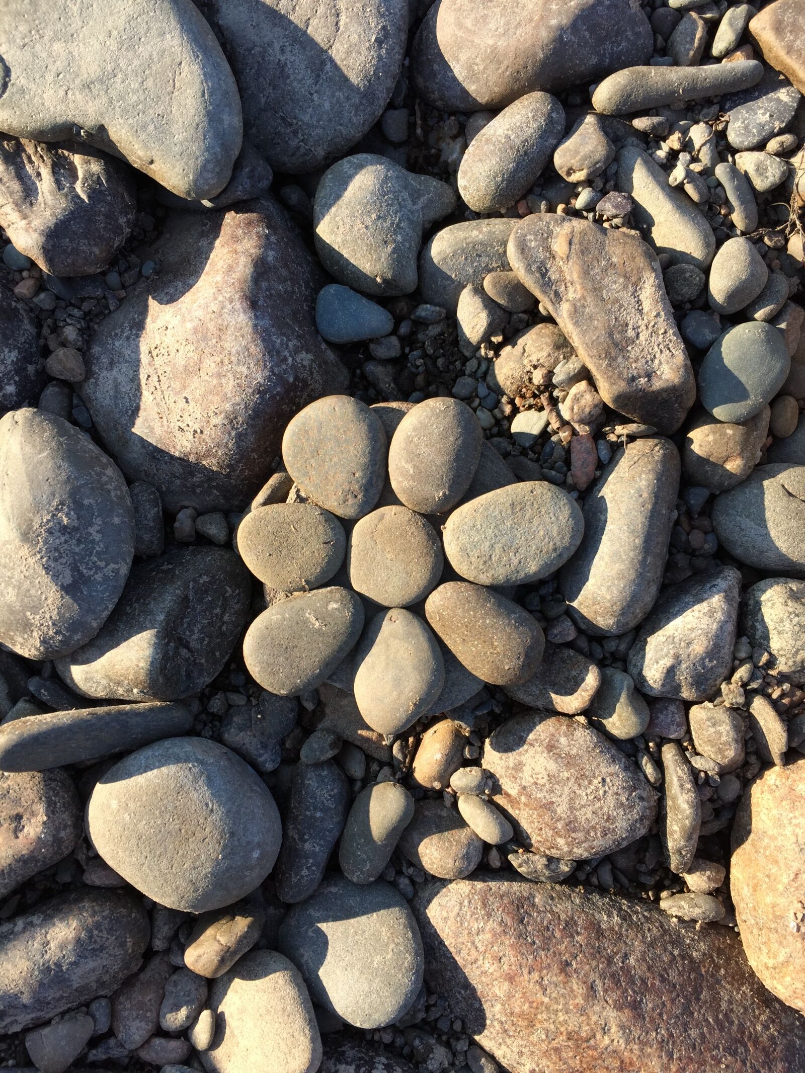 Apple iPhone 6 sample photo. Rocks, flower, nature photography