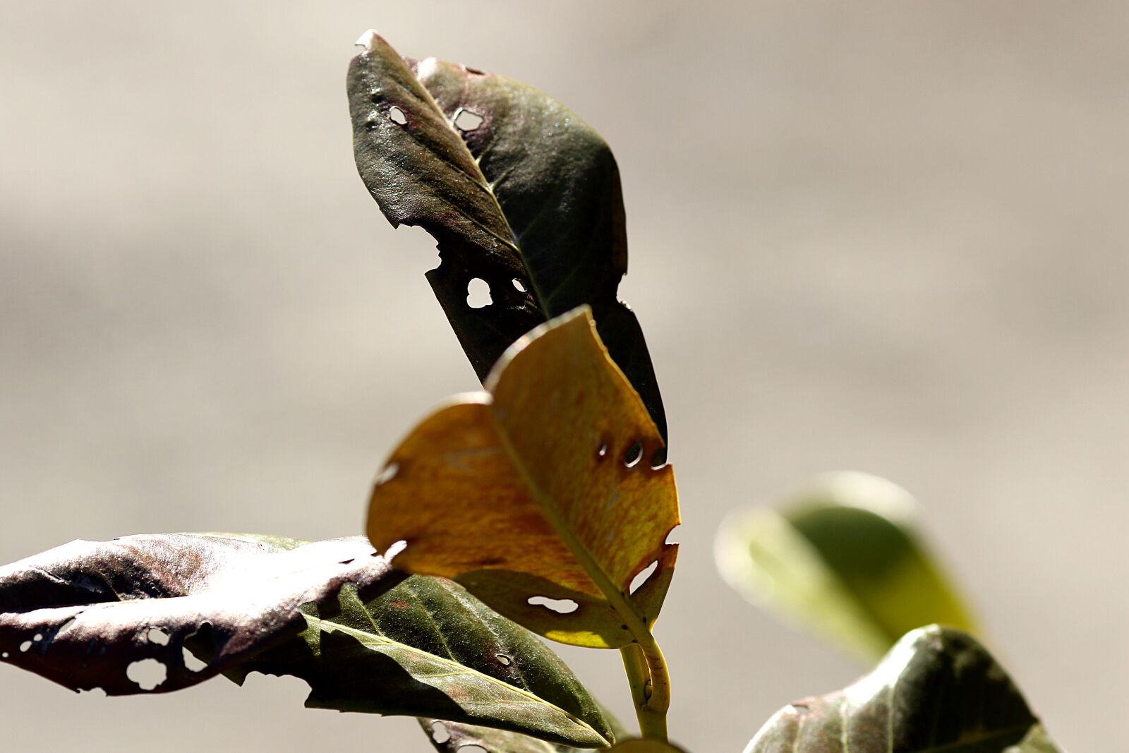 Canon EOS 7D Mark II + Canon EF 135mm F2L USM sample photo. Nature, leaf, outdoors photography